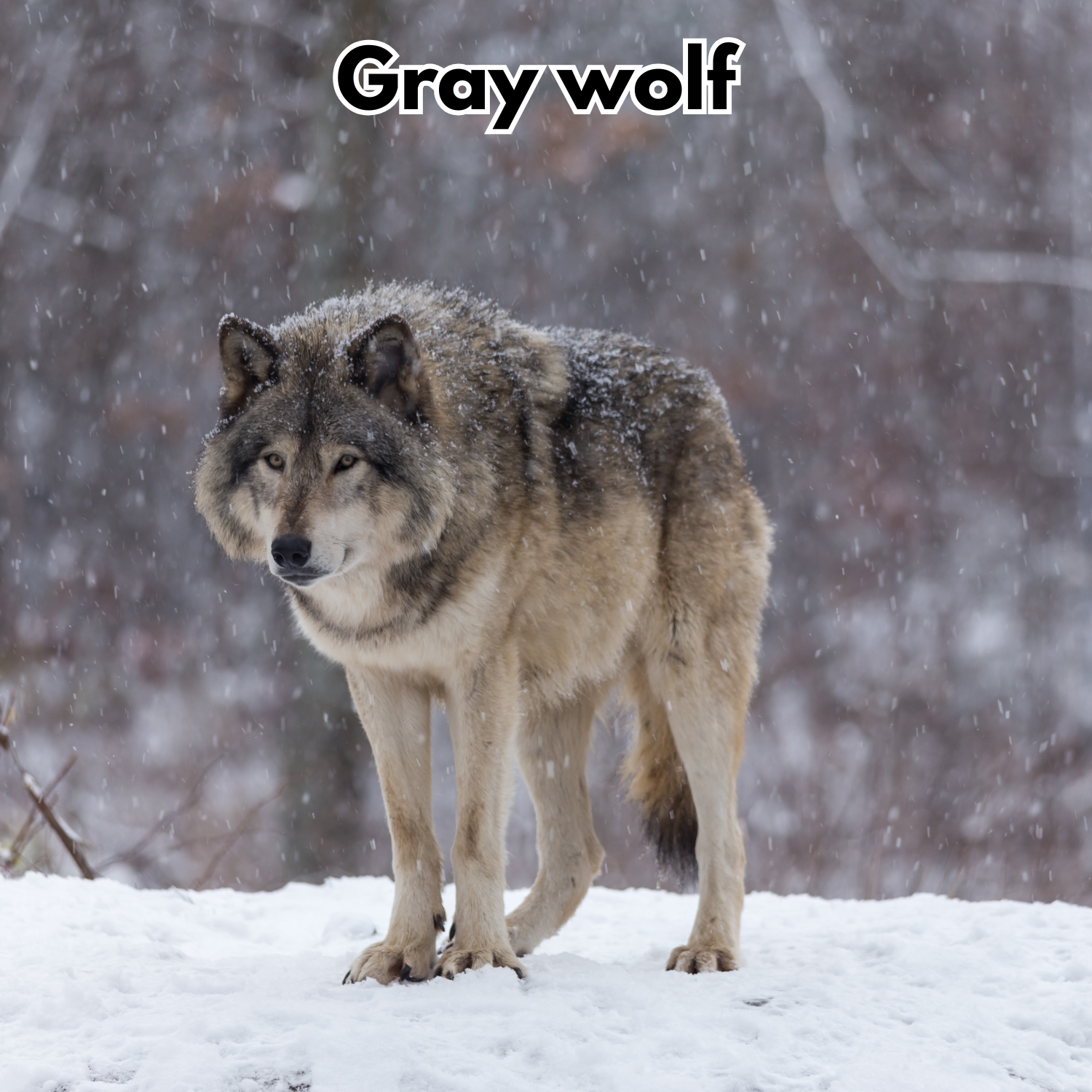 Gray wolf.png