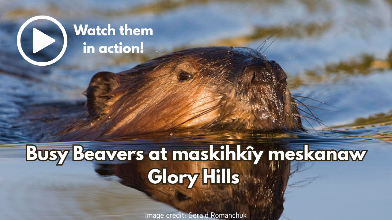 Busy Beavers at maskihkîy meskanaw - Glory Hills