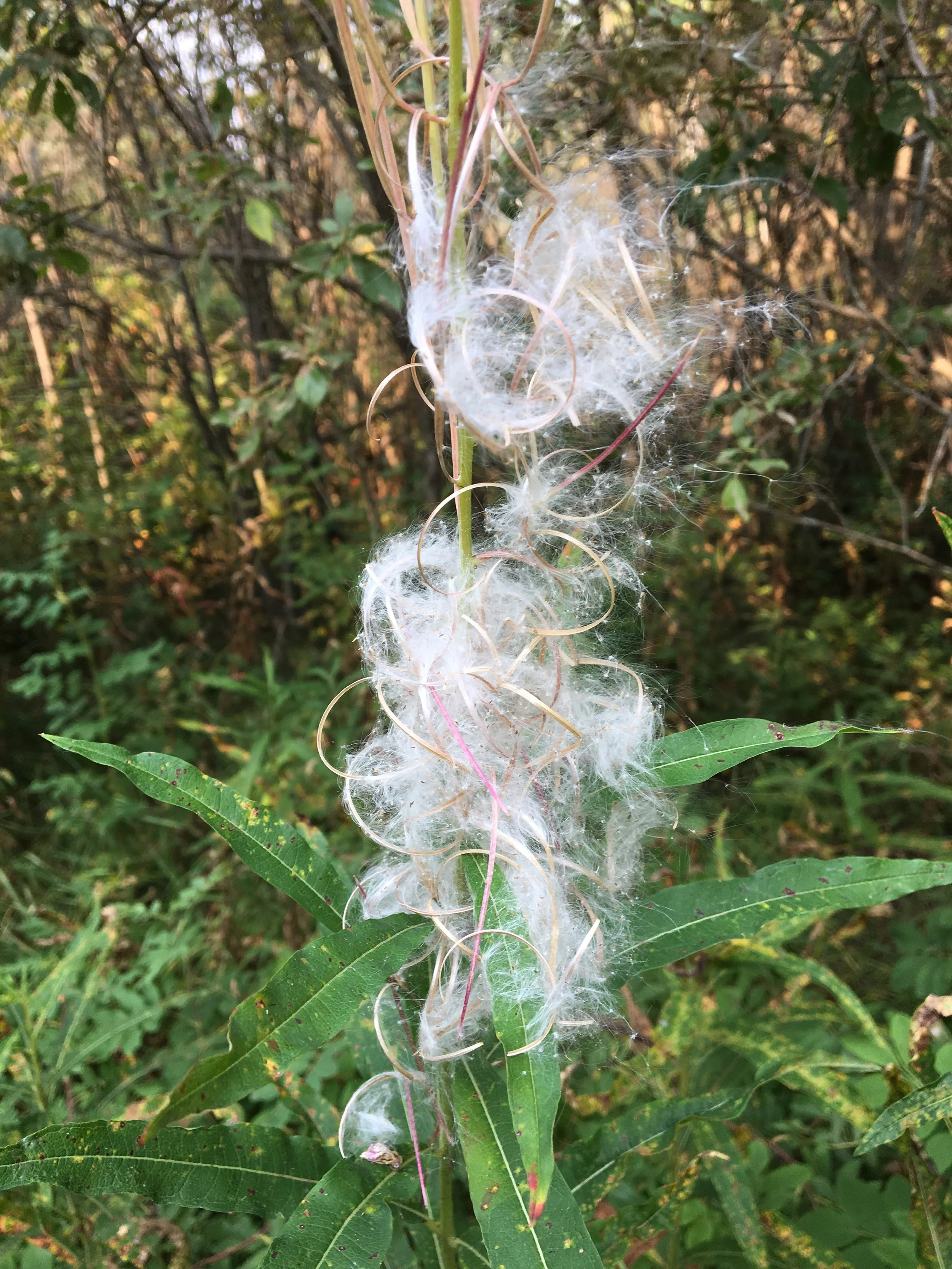 Seeds as Stewardship