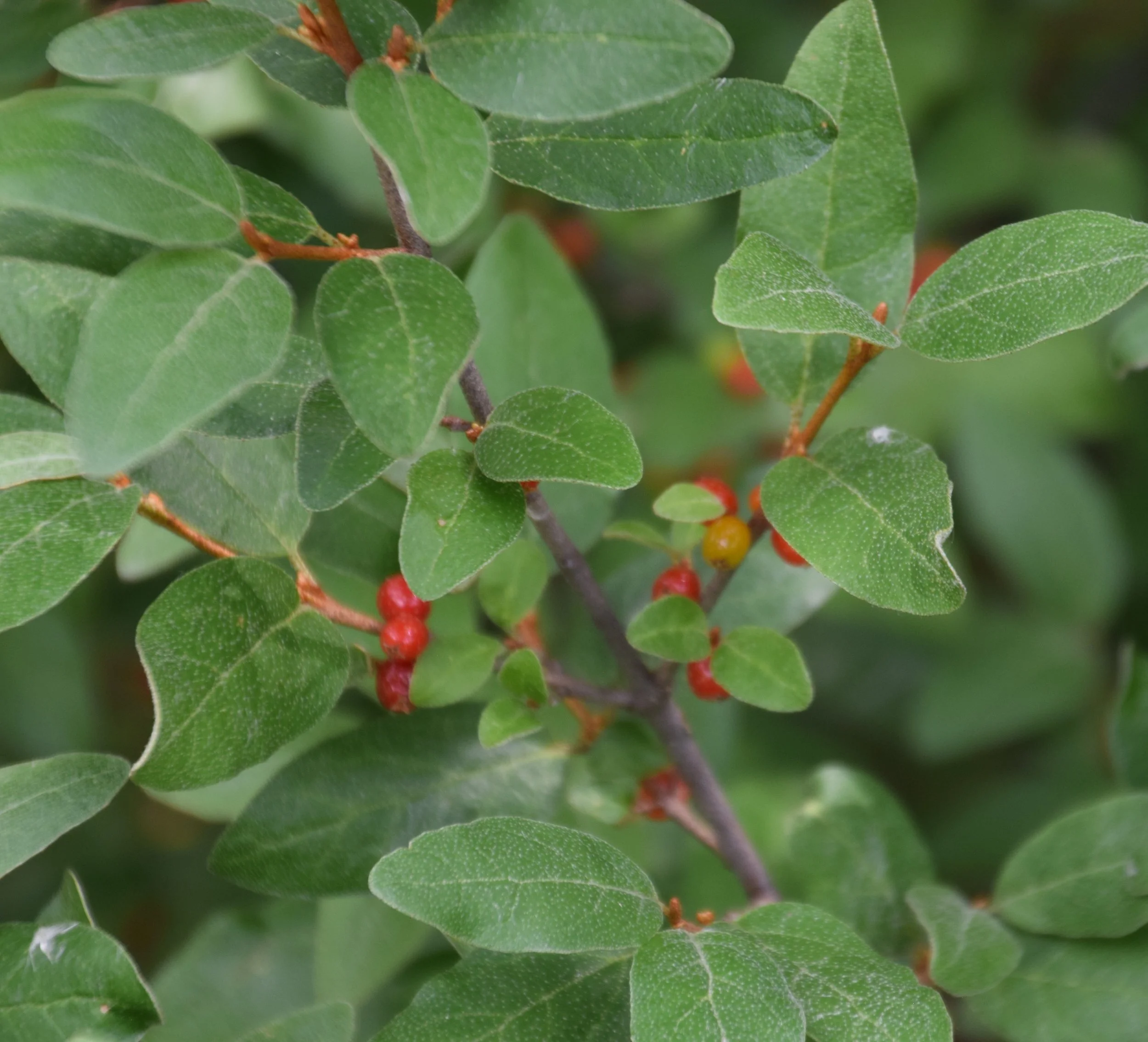 Buffaloberry