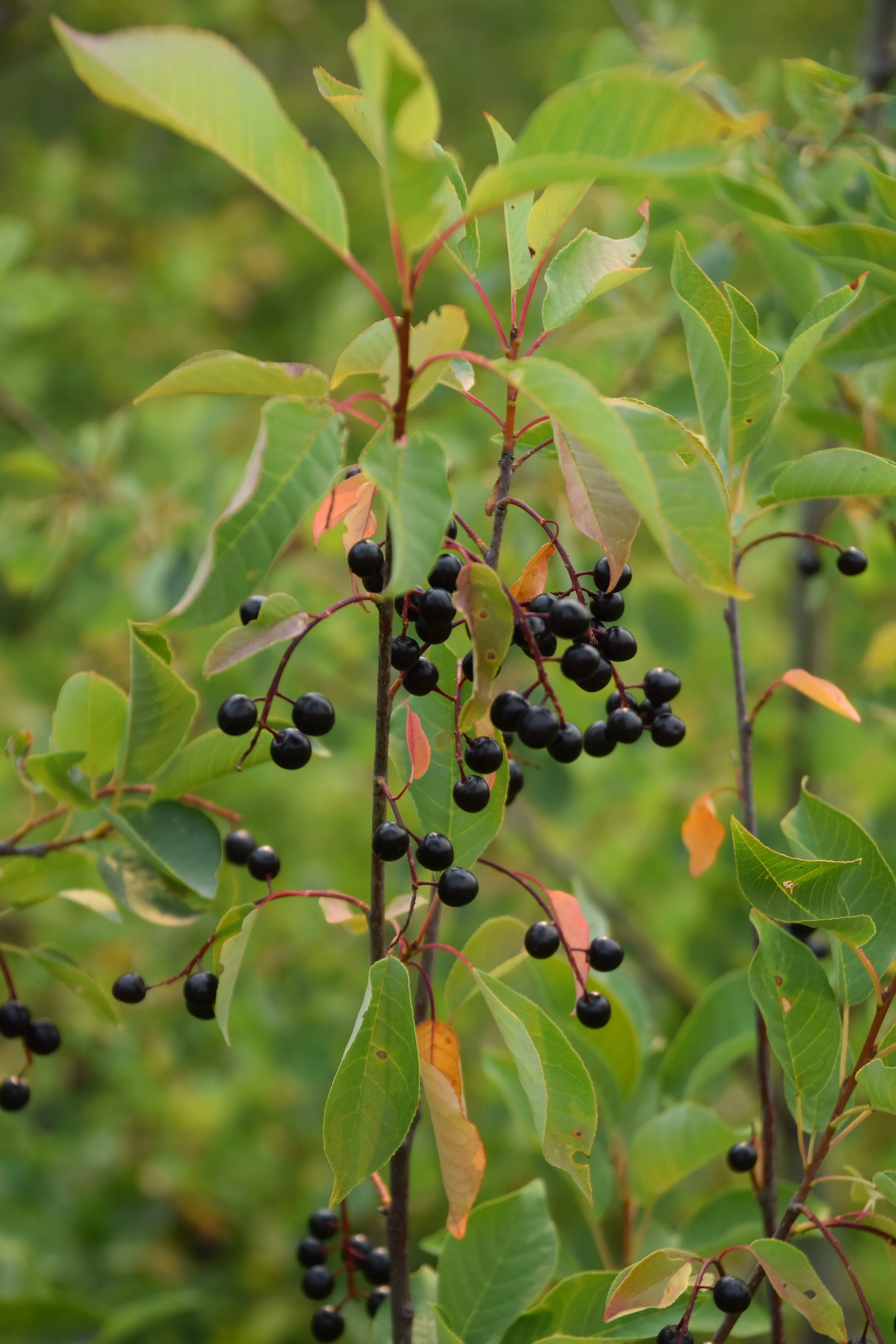 Chokecherry