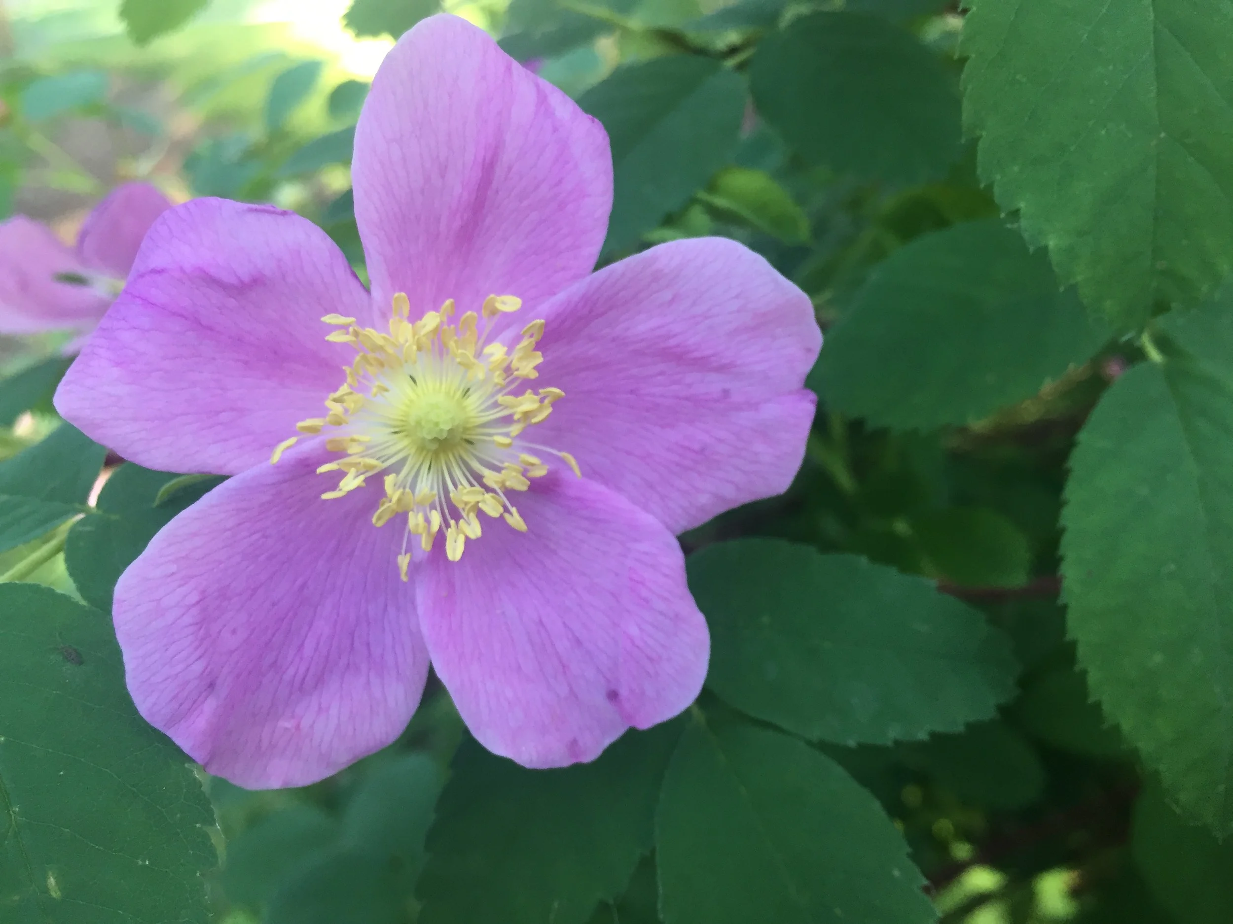 Prickly Rose