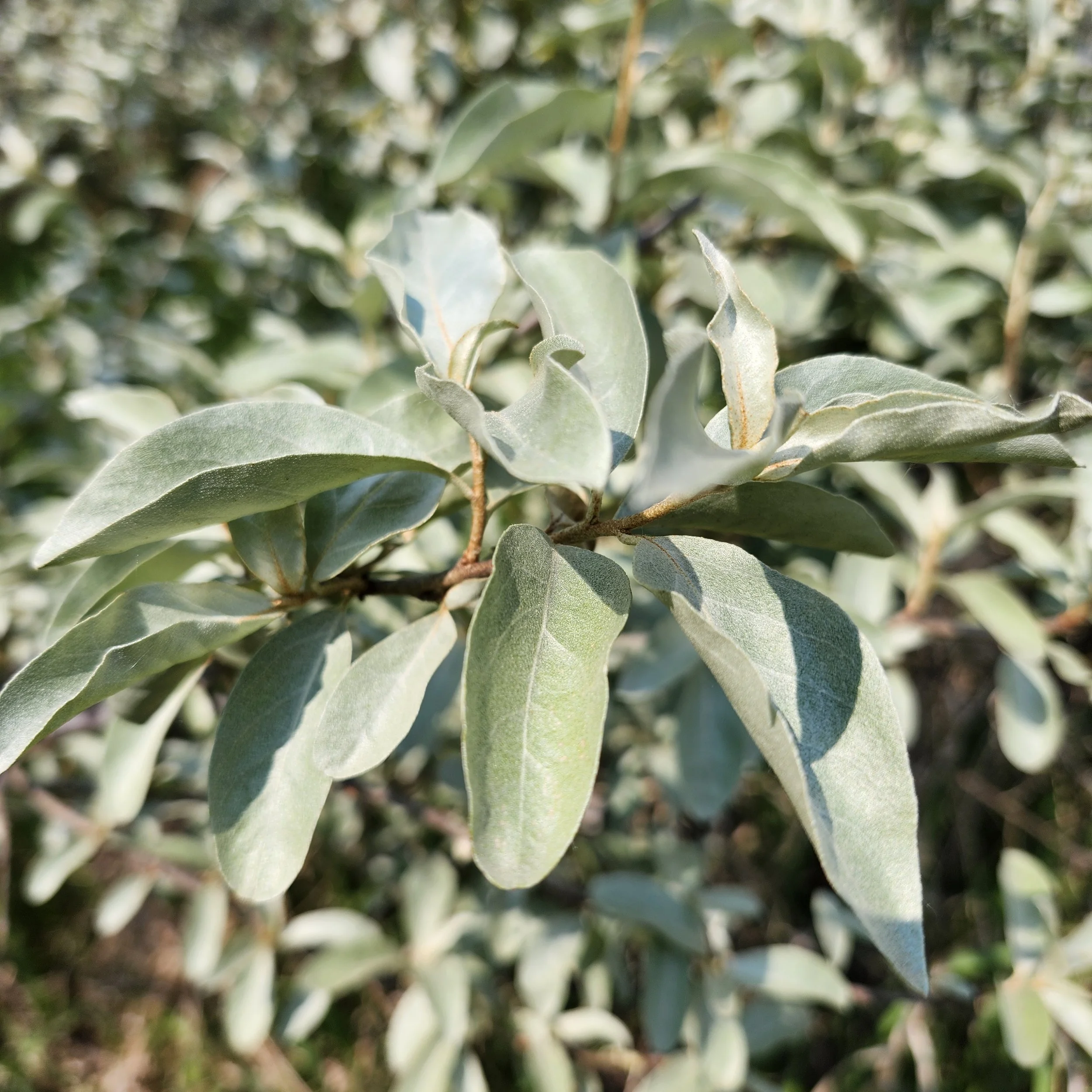 Wolf Willow / Silverberry