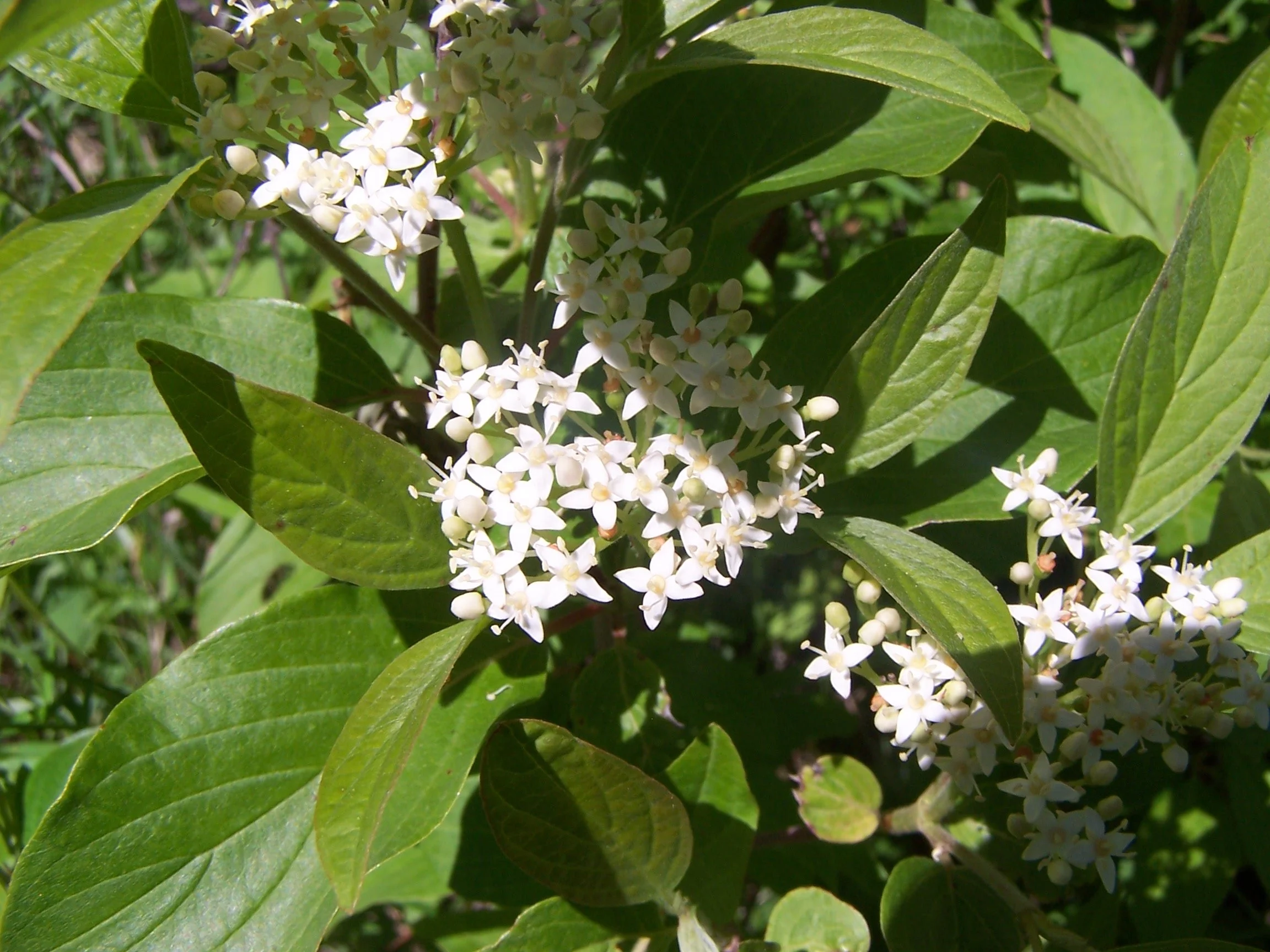 Red Osier Dogwood