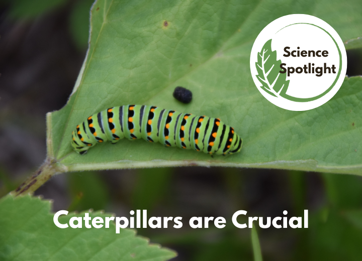 Science Spotlight: Caterpillars are Crucial