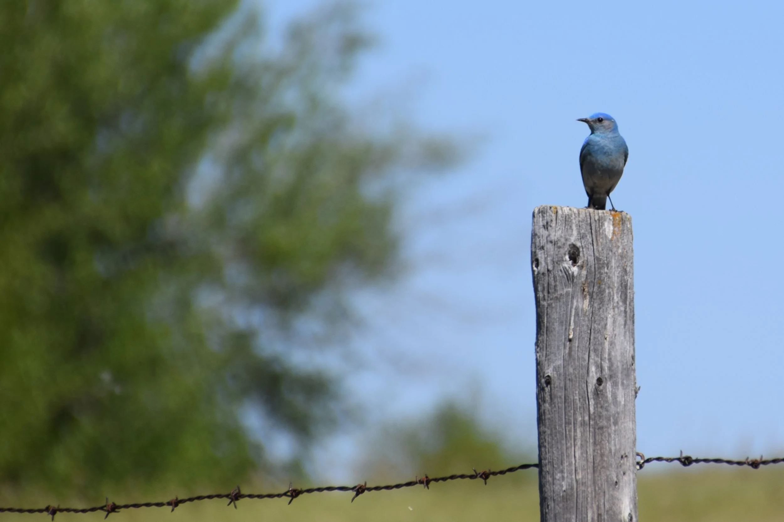 Connect to Birds