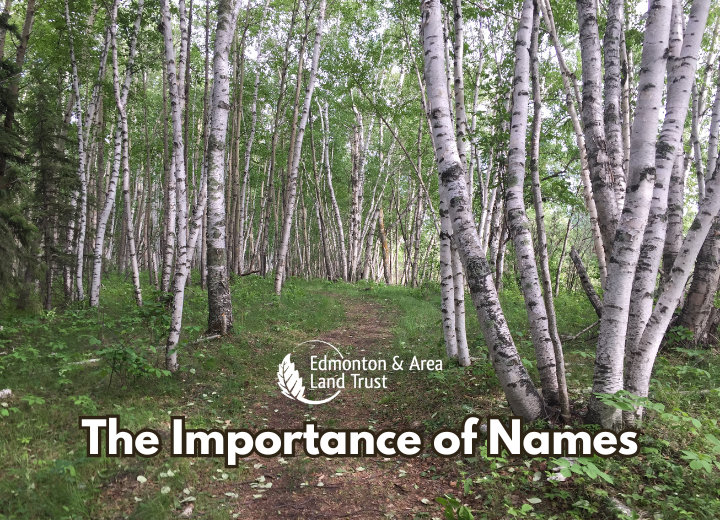 National Indigenous People's Month: The Importance of Names