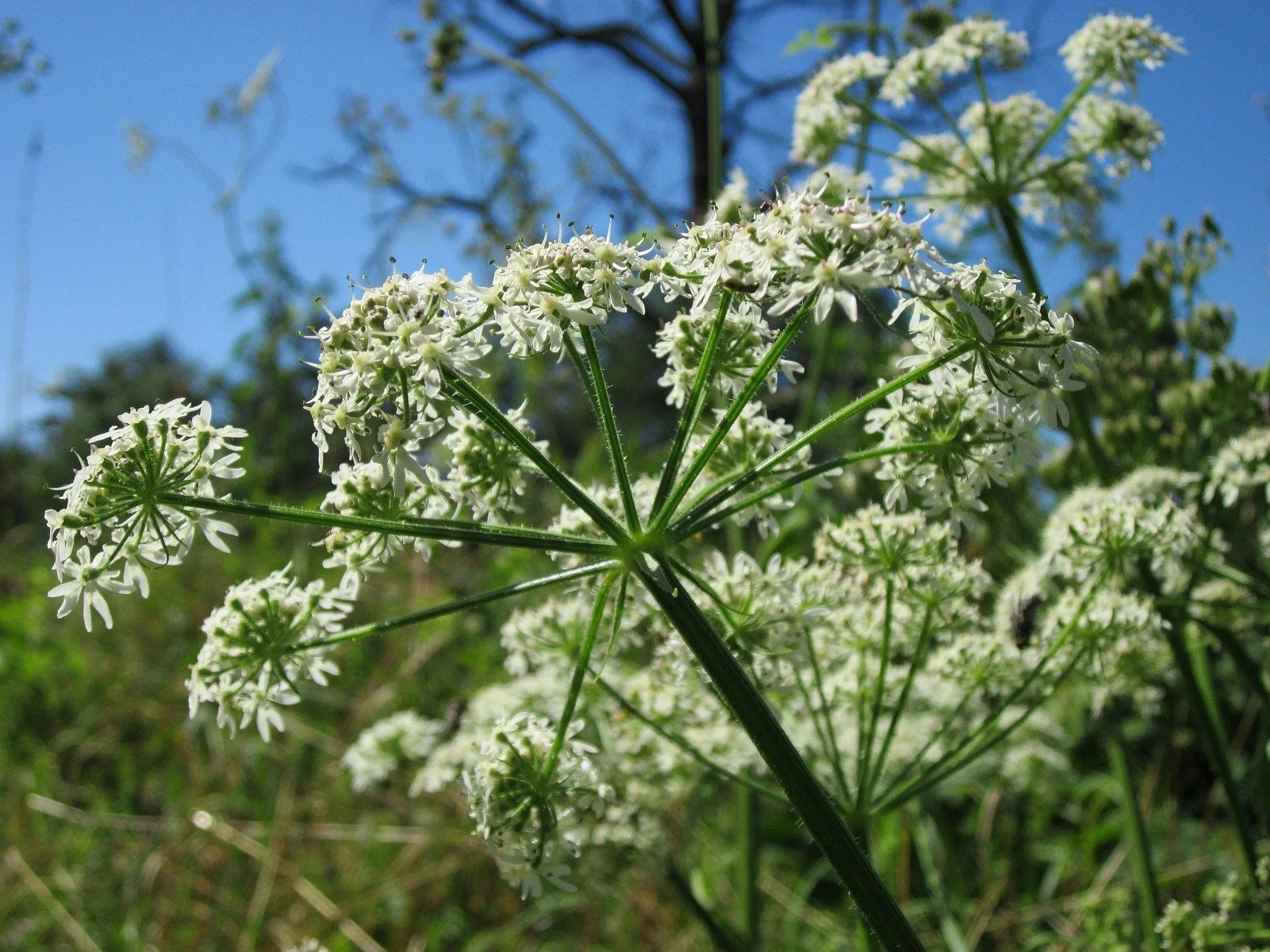 Commonly Confused Hazardous Plants of the Edmonton Area