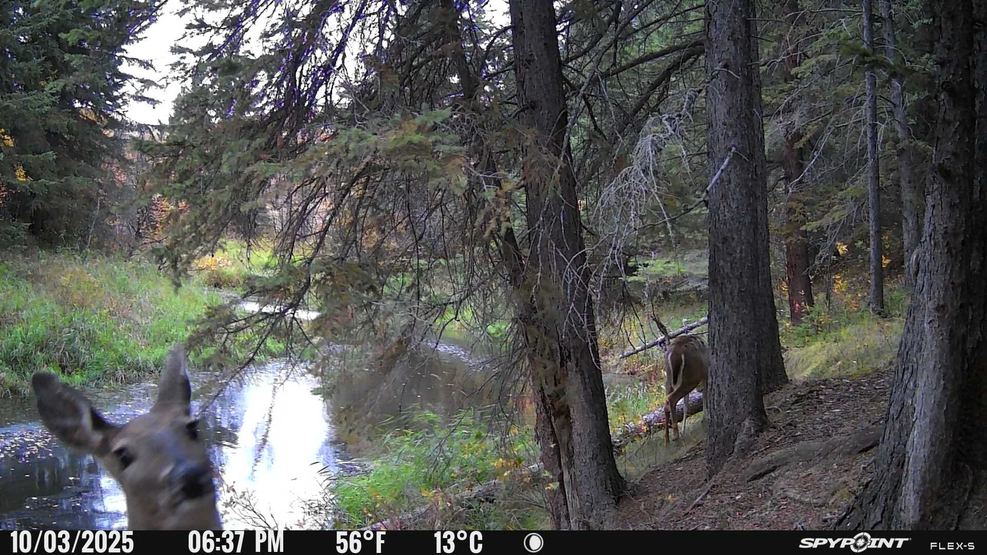 2025 Wildlife Camera Highlights
