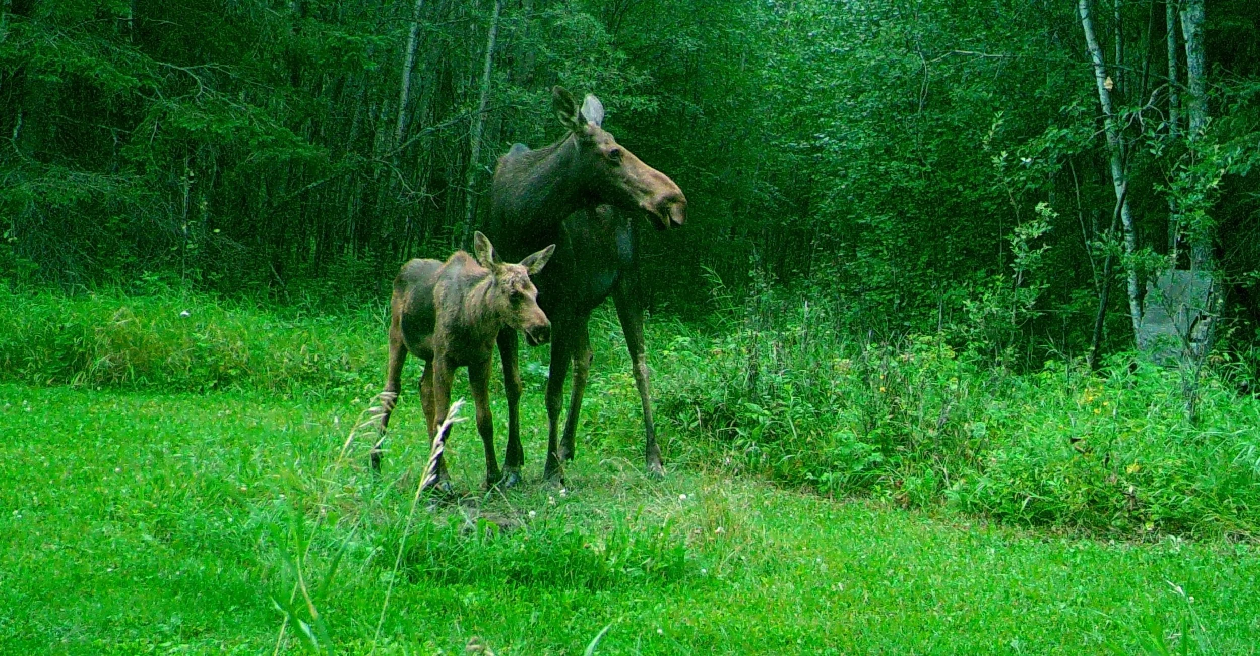 Moose 