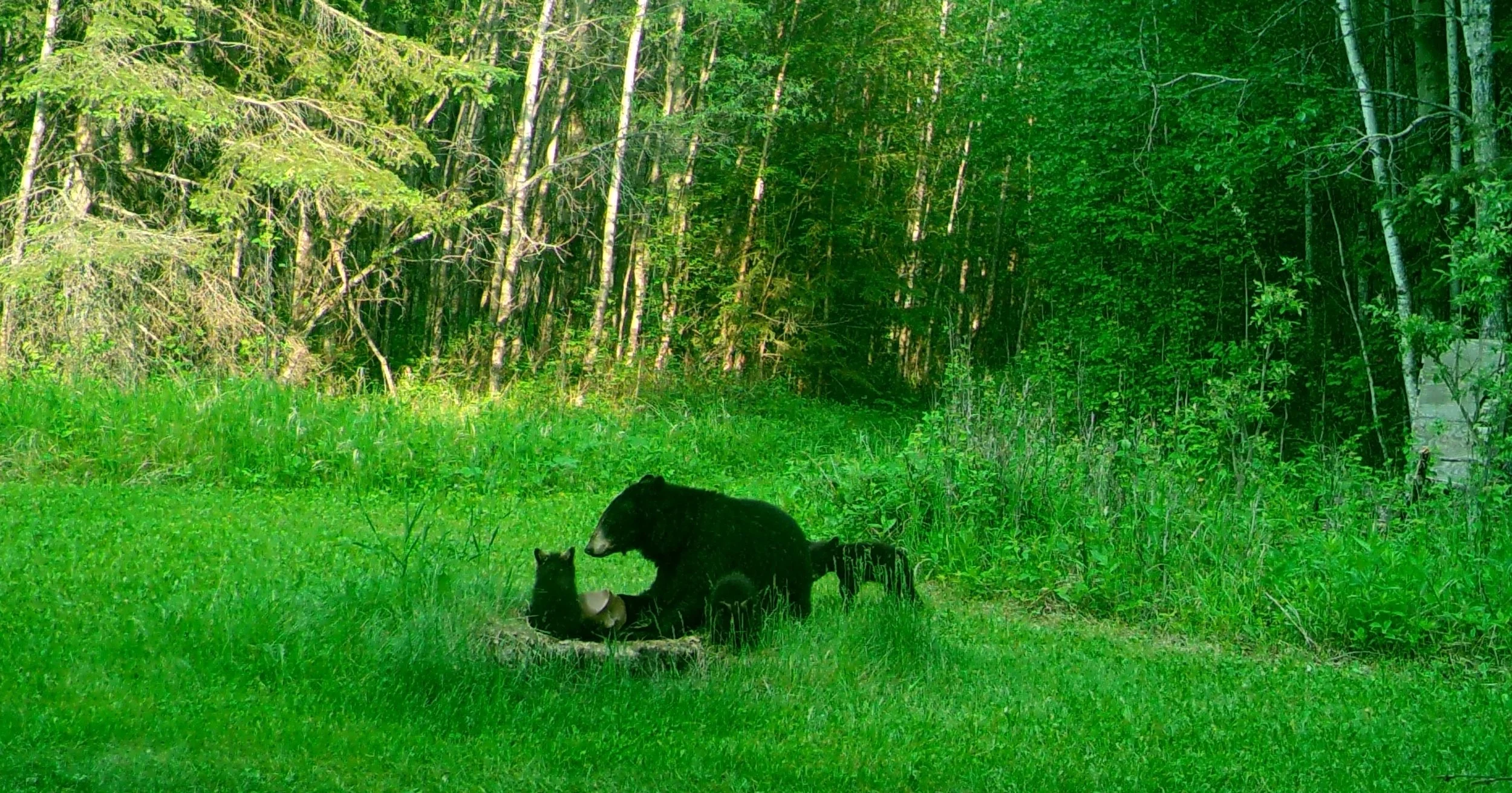 Black Bear