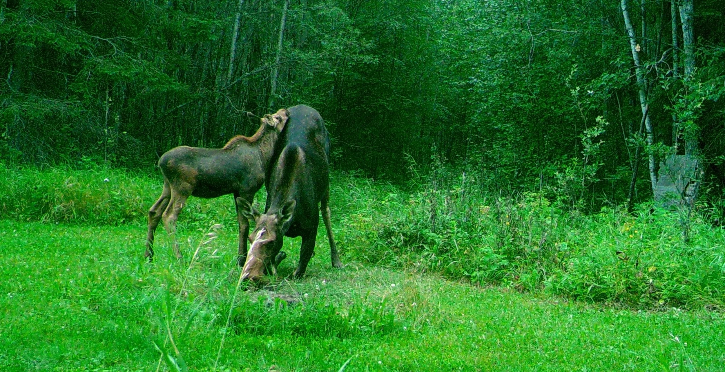 Moose 