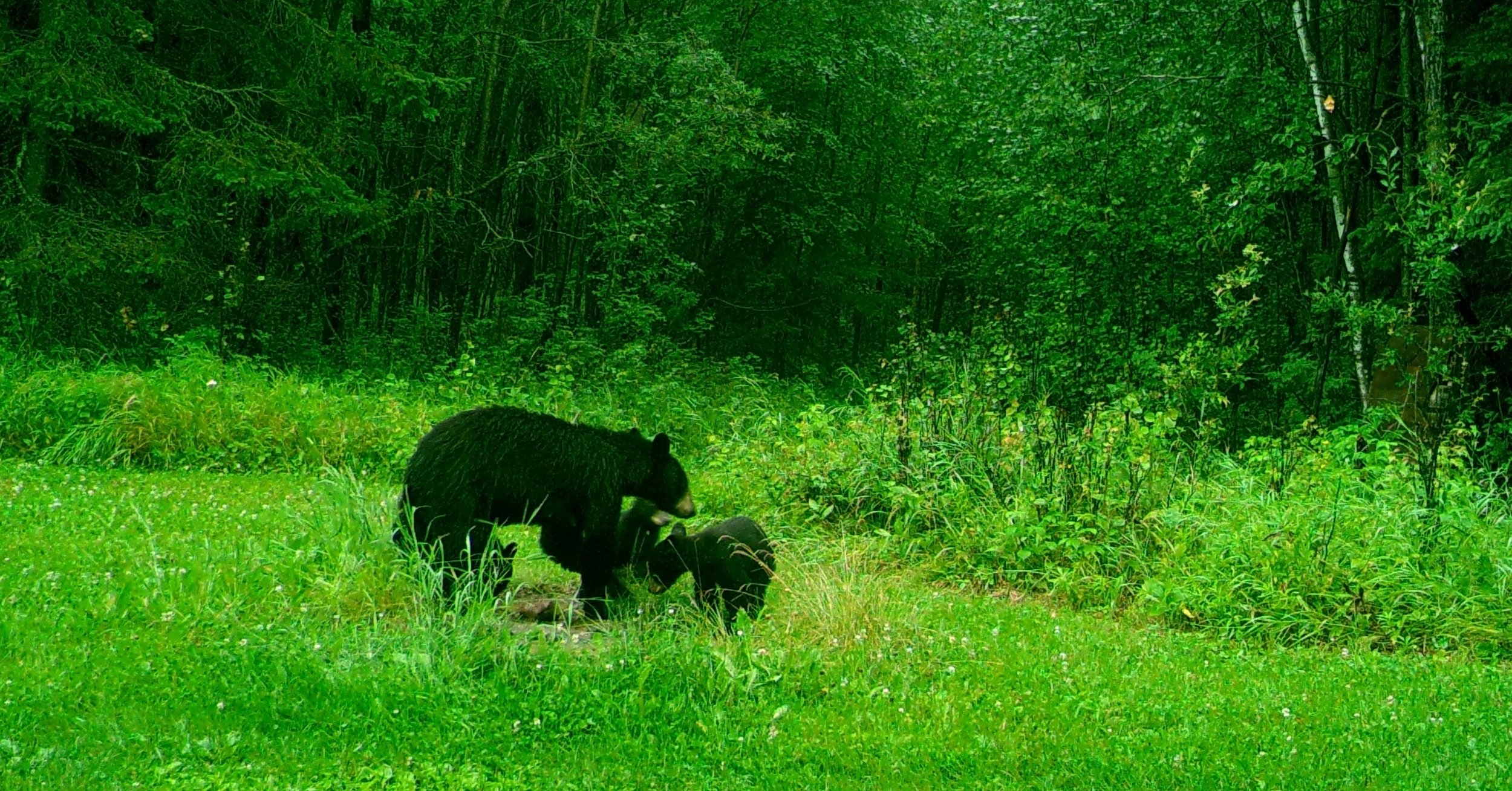 Black Bear 