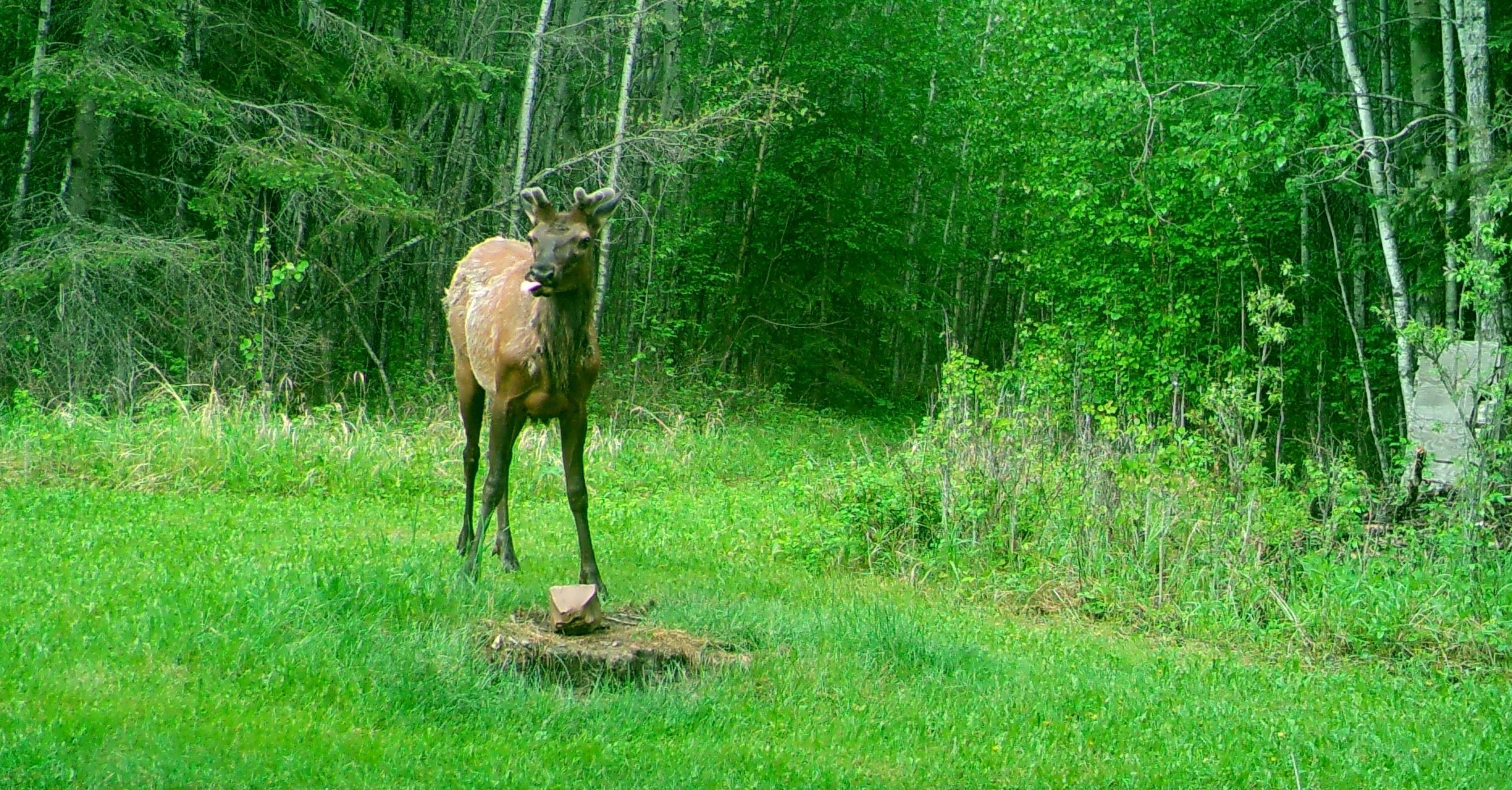 Elk