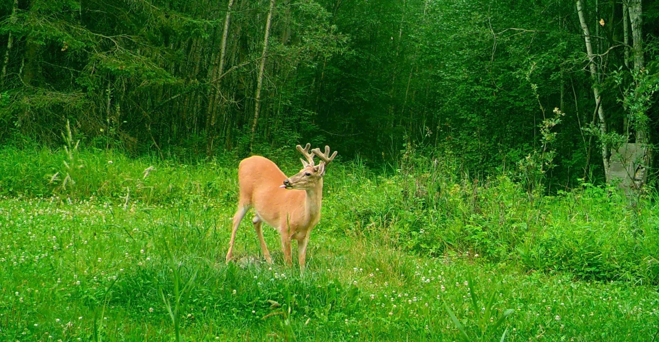 White-tailed deer