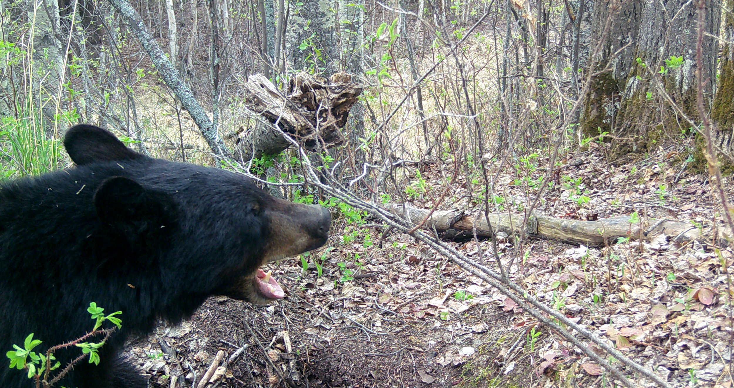 Black Bear