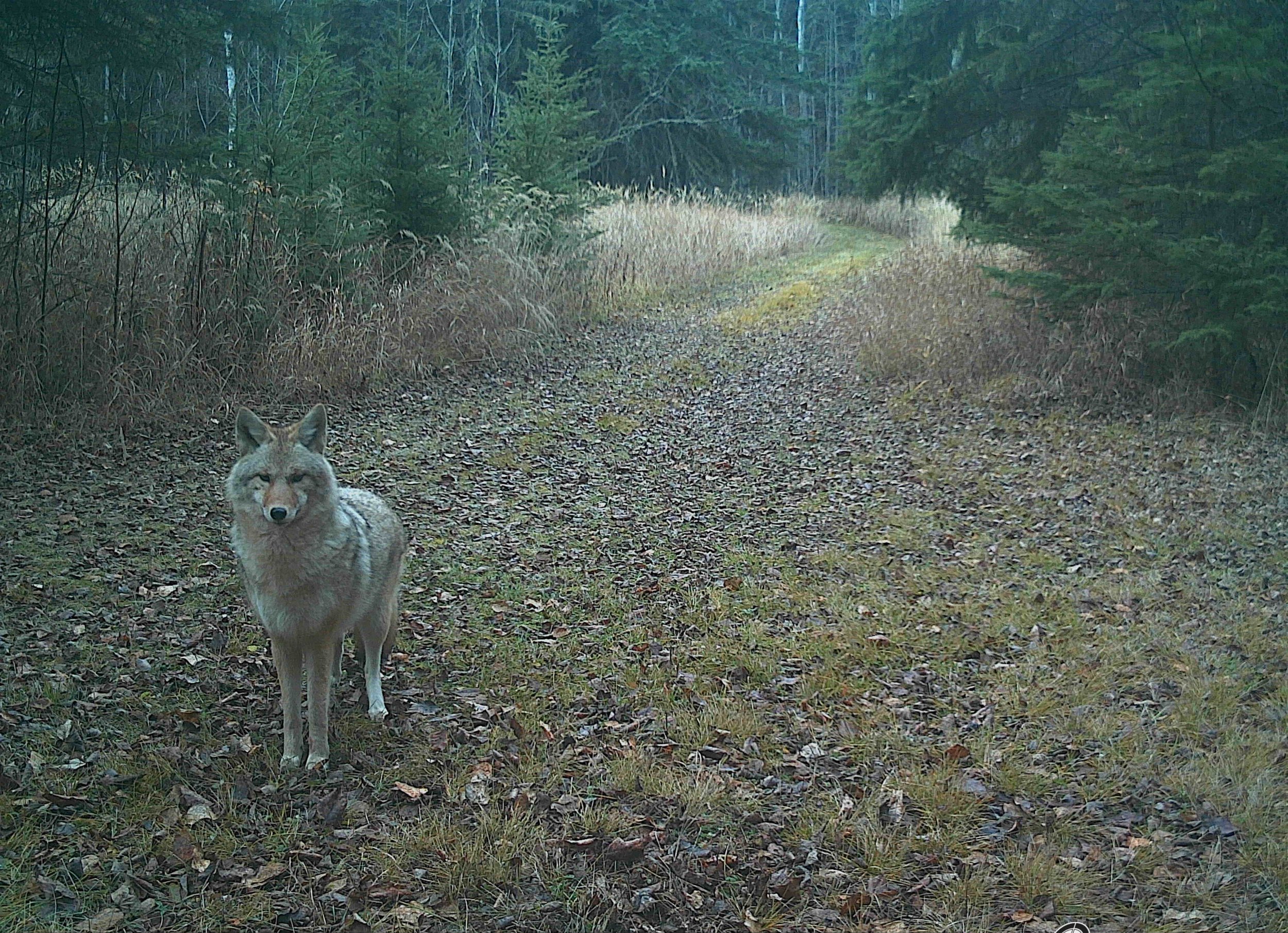 Coyote