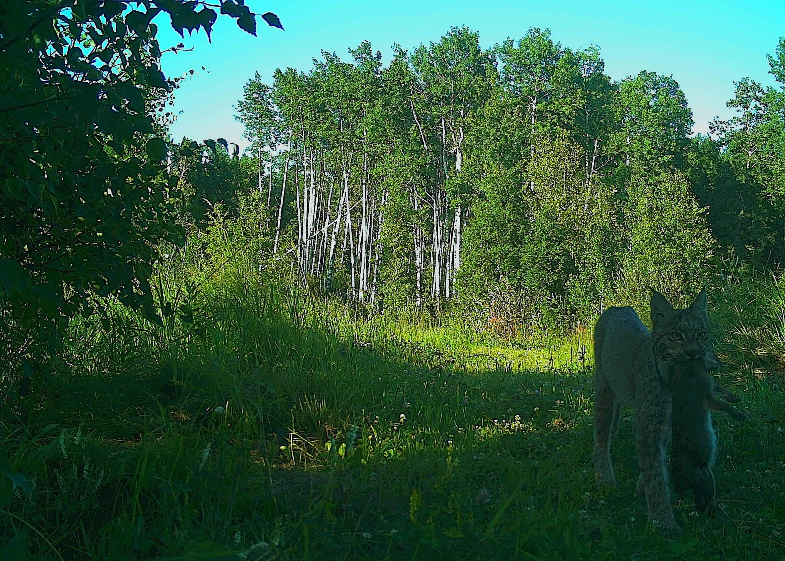 Canada Lynx 
