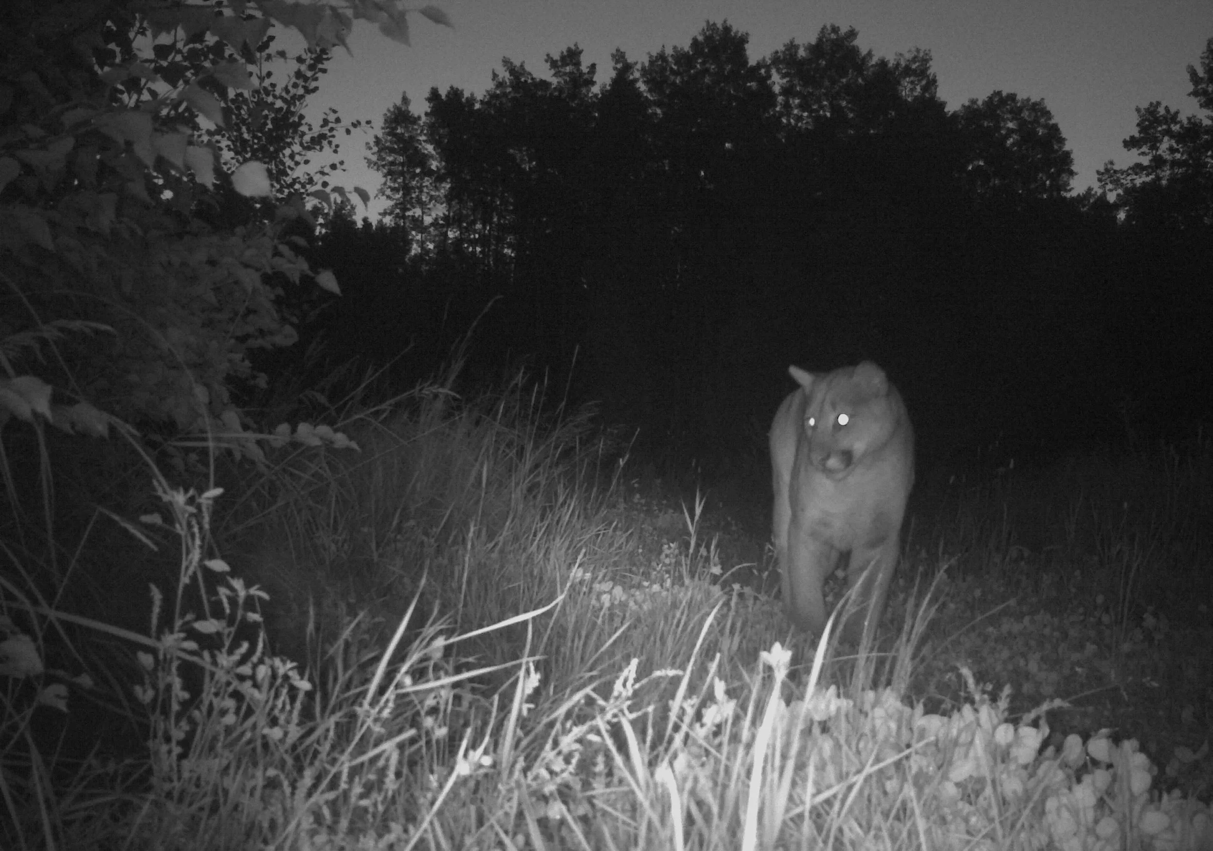 Cougar