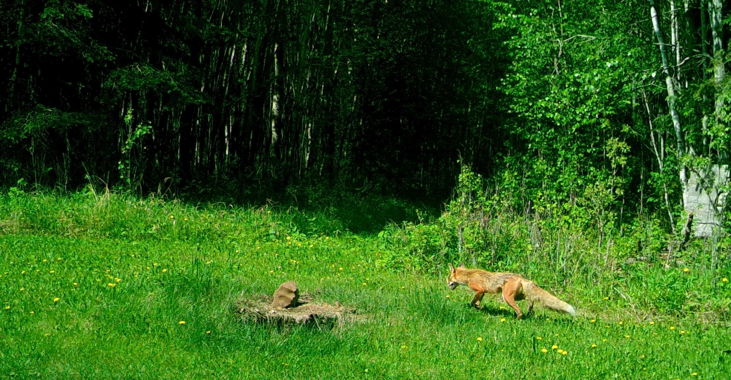 Red fox 