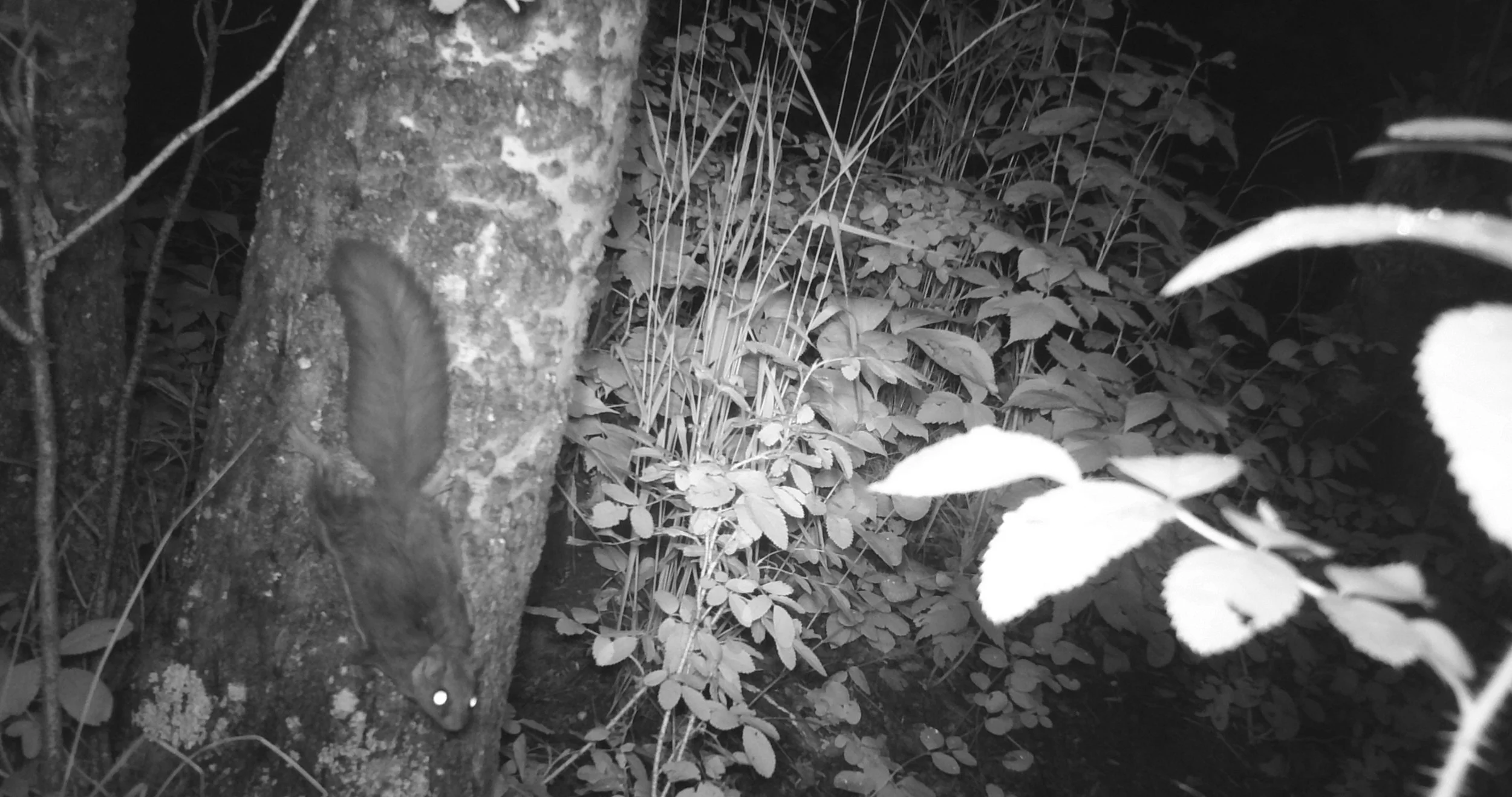 Northern Flying Squirrel 