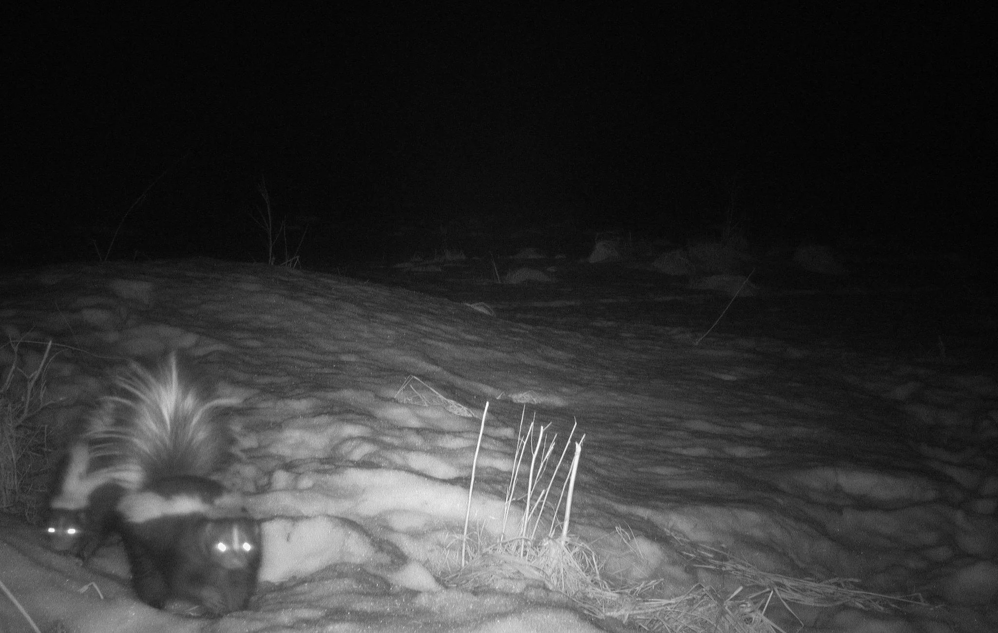 Striped Skunk