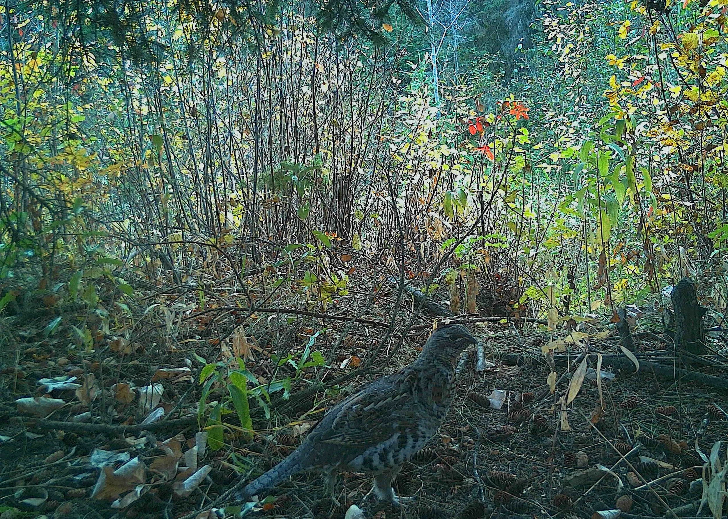 Ruffed Grouse