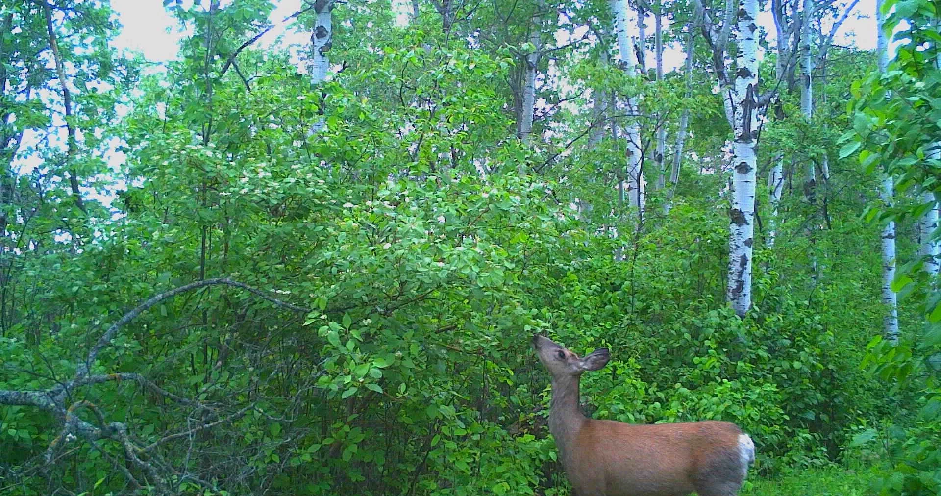 Mule Deer 