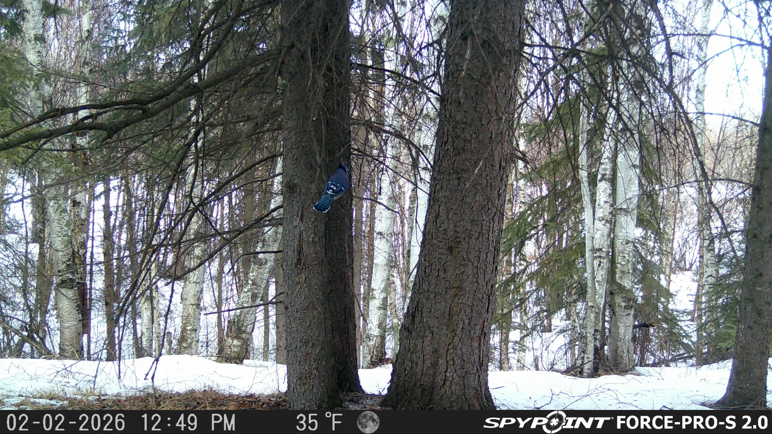 Blue Jay
