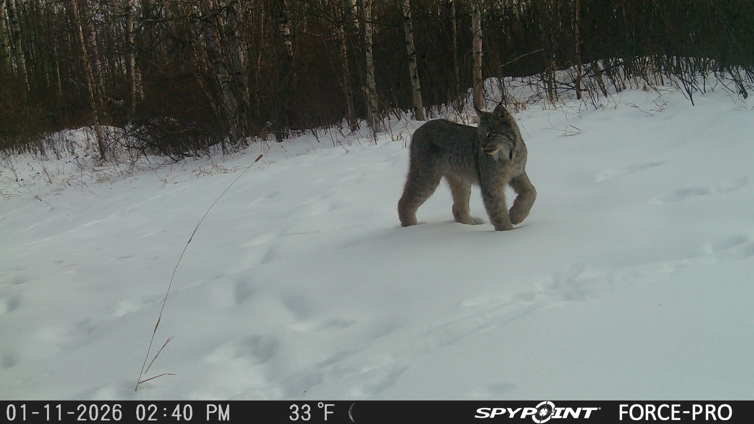 Canada Lynx