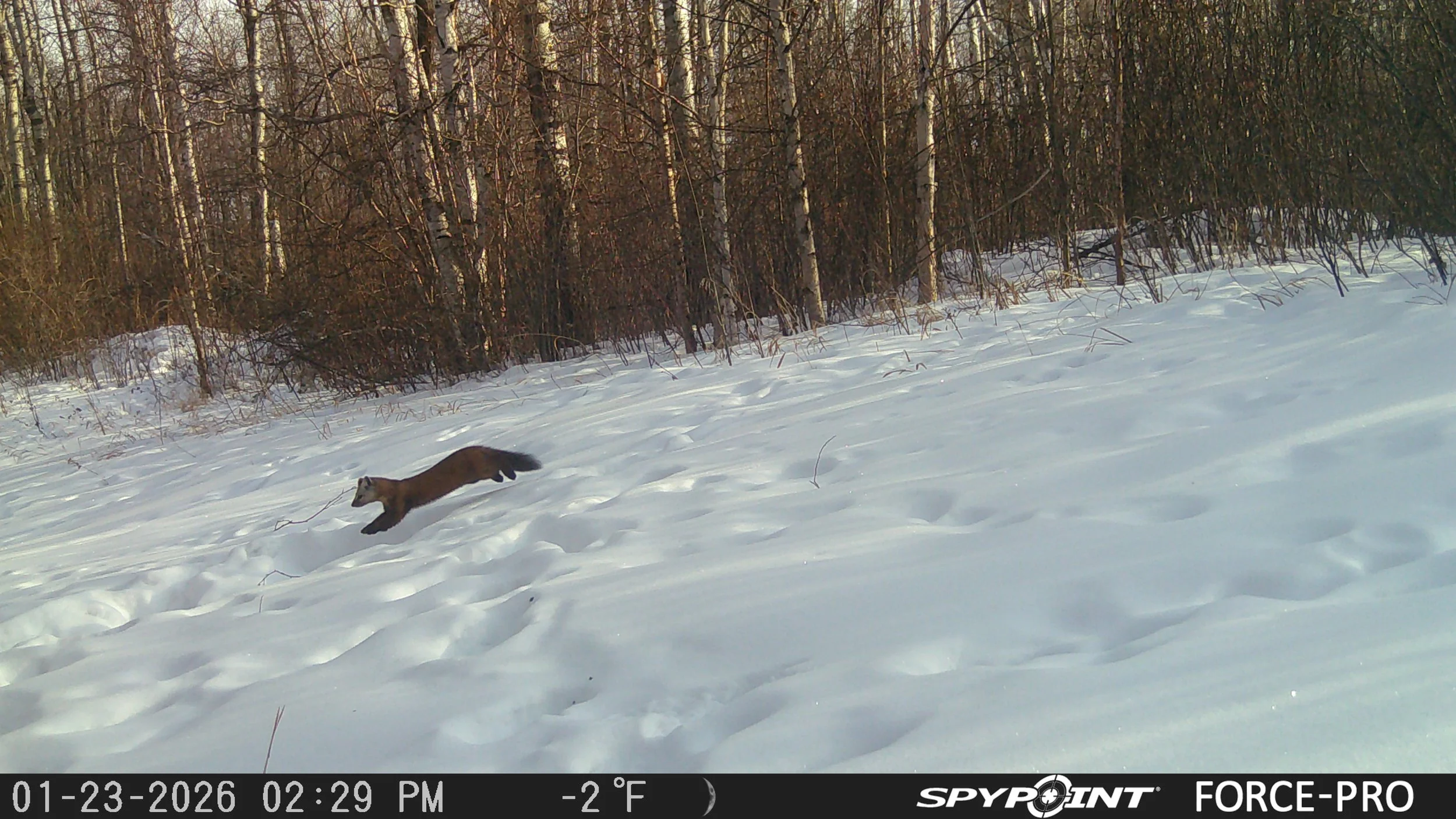 Marten
