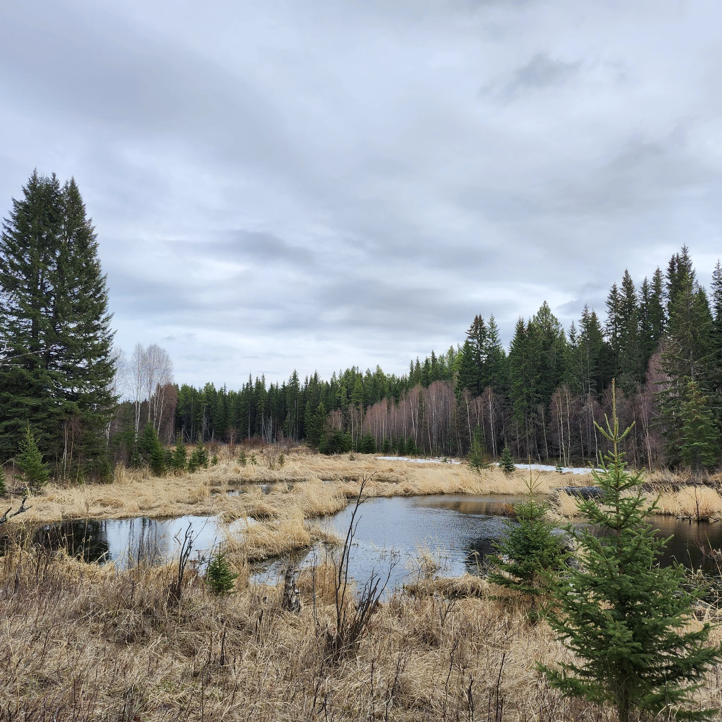 facing up creek in spring_TCC_EALT_2026.jpg