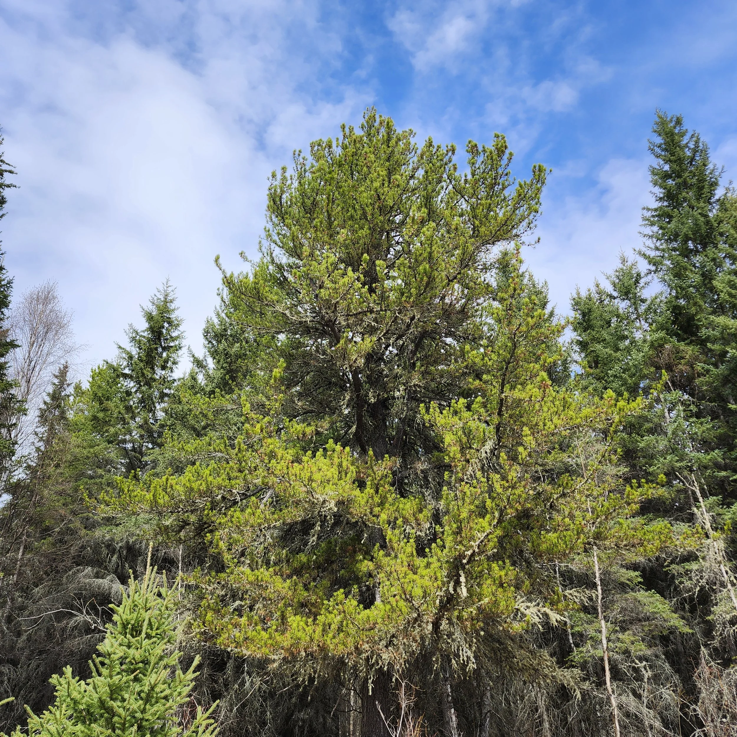 large pine trees_TCC_EALT_2026-04-22 earth day.jpg