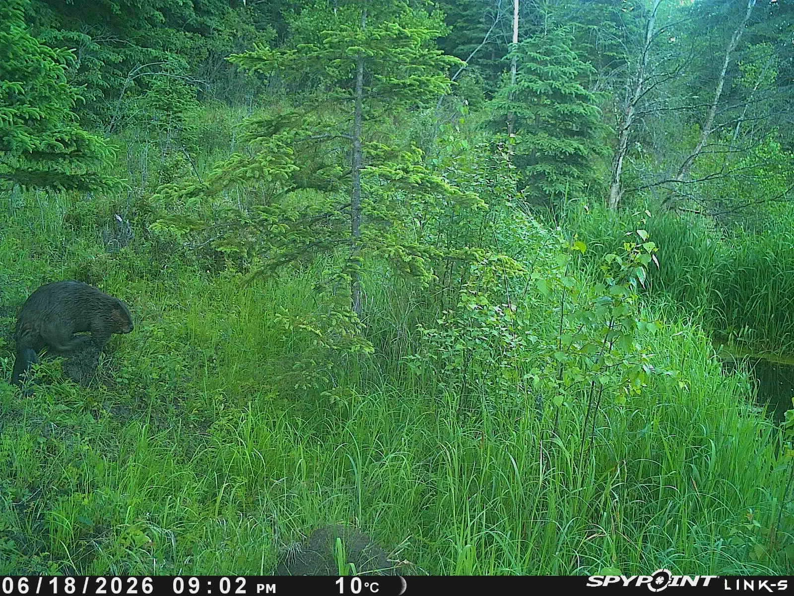 TCC wildlife camera_save temporaily for website (1).JPG