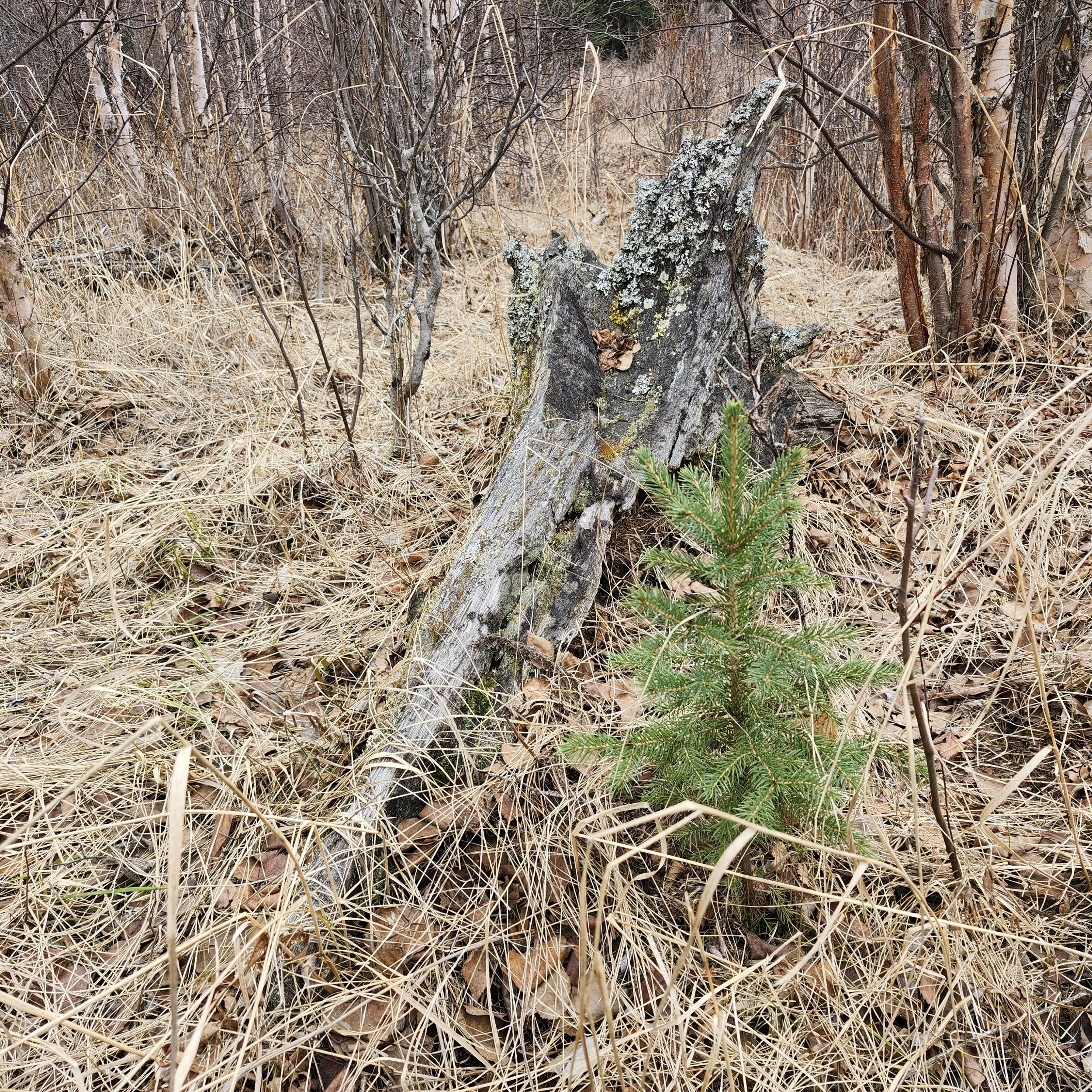 lightning tree and small spruce_TCC_EALT_2026.jpg