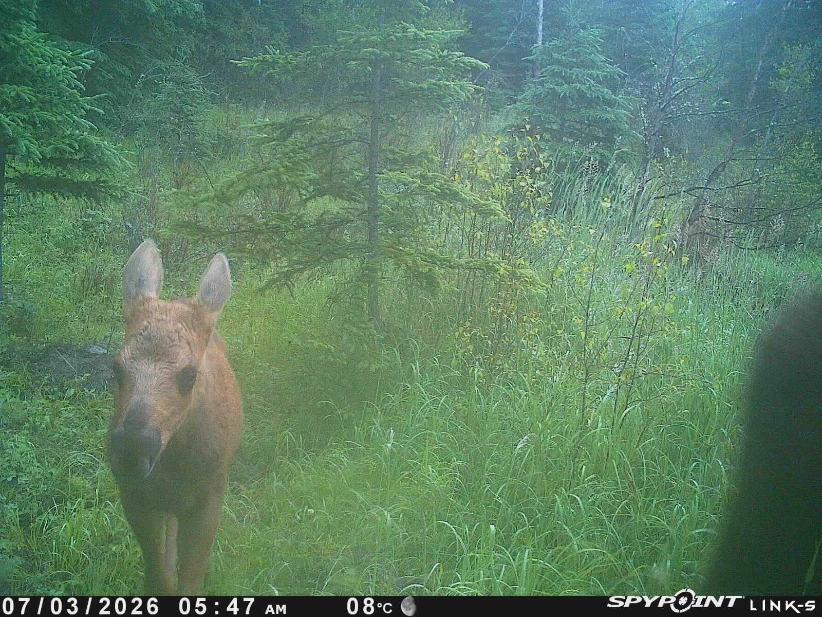 TCC wildlife camera_save temporaily for website (2).JPG