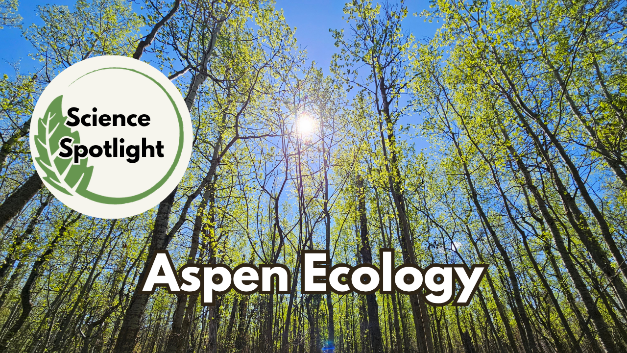 Science Spotlight: Aspen Ecology