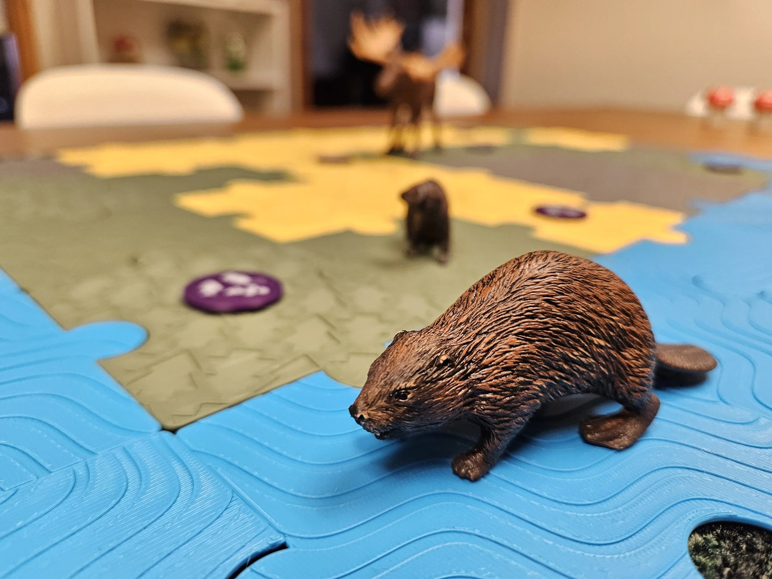 Game beaver close up_EALT_2026-04-02.jpg