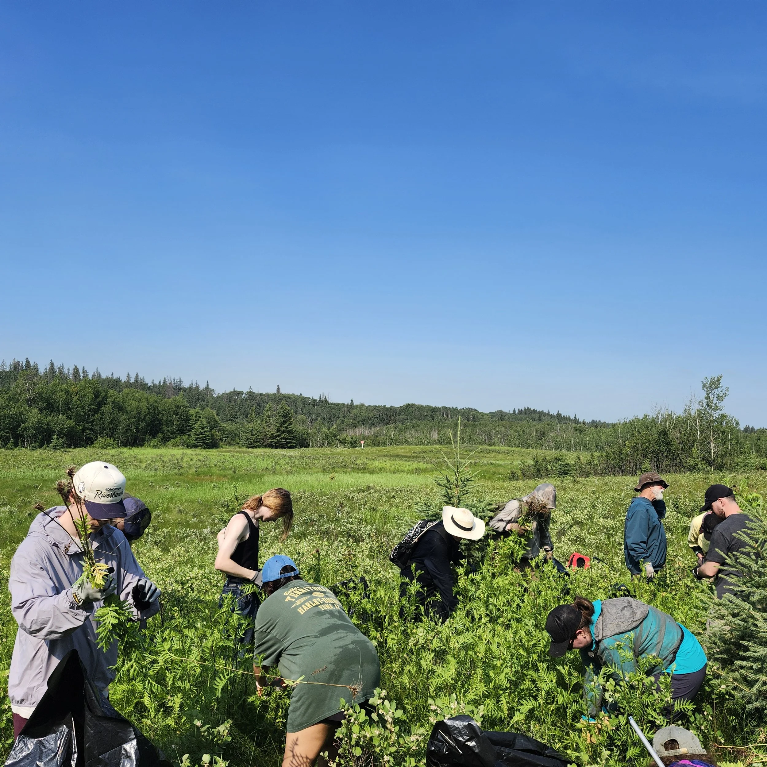 Weeding at creek bottom_PC_EALT_2026-07-18 (1).jpg