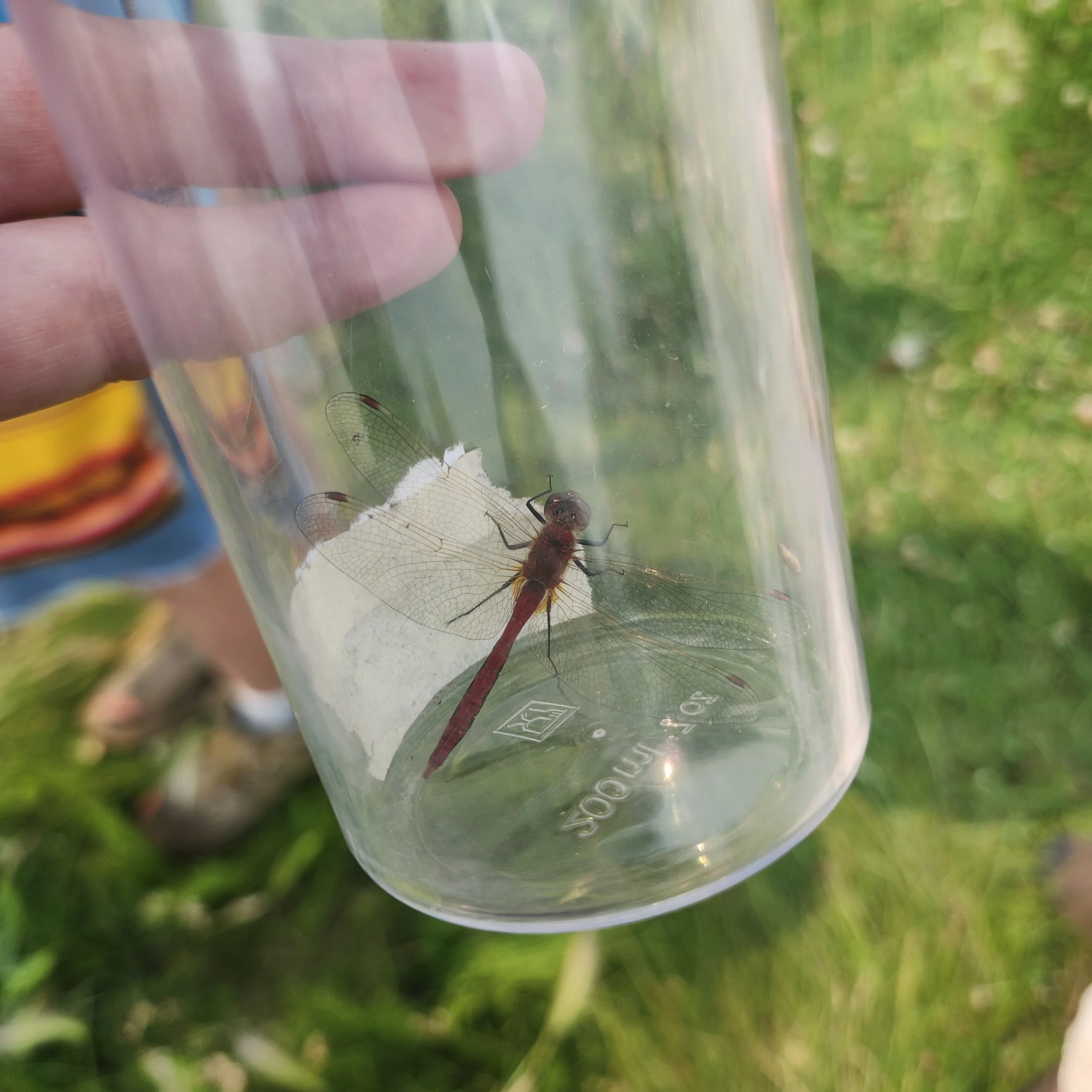 Cherry-faced Meadowhawk
