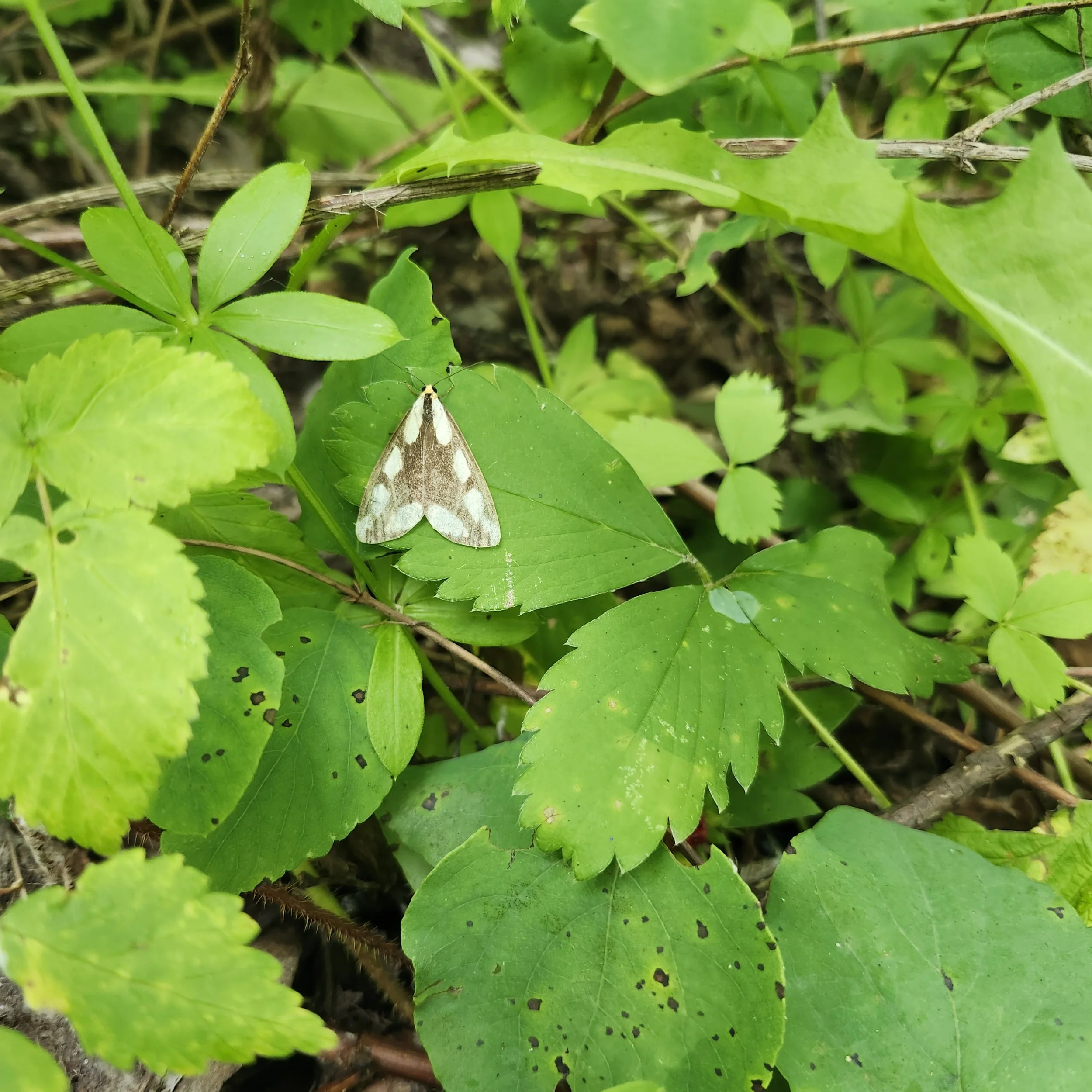 Leconte's Haploa Moth