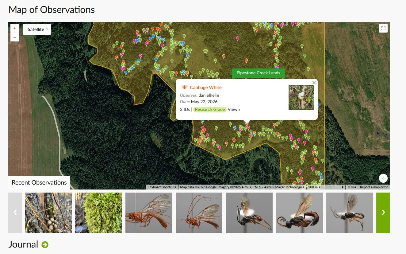 iNaturalist Pipestone.jpg