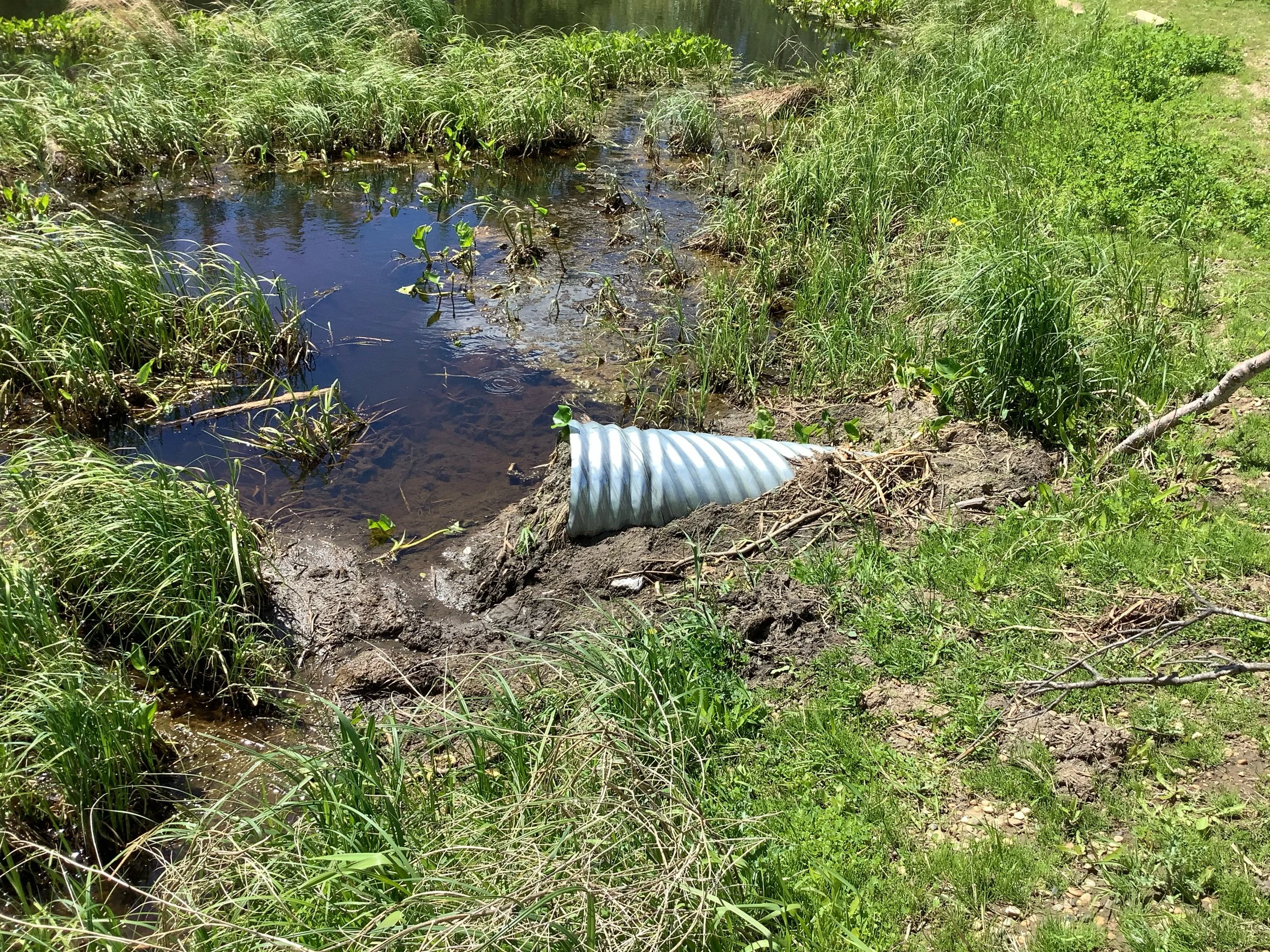 beaver clogging culvert_June 2024 (3).jpg