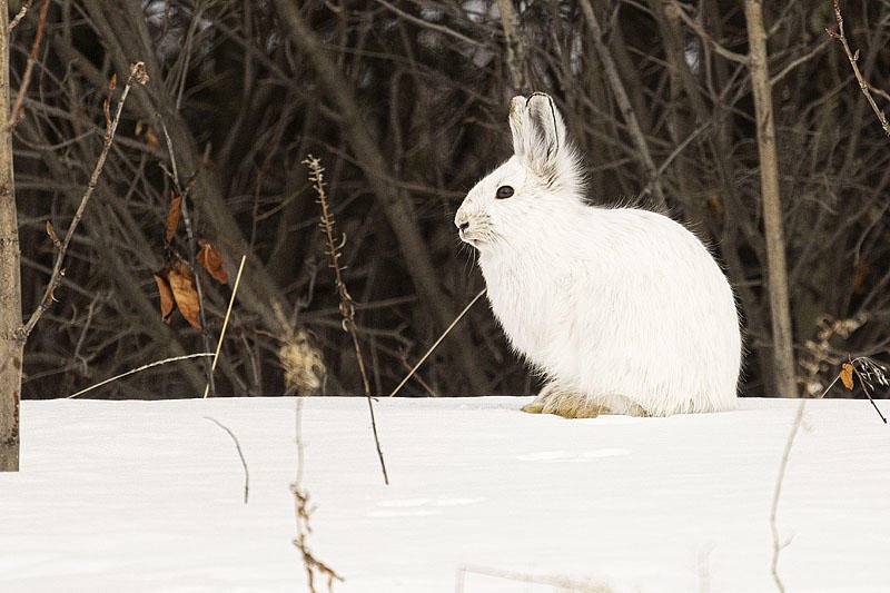 lepus americanus