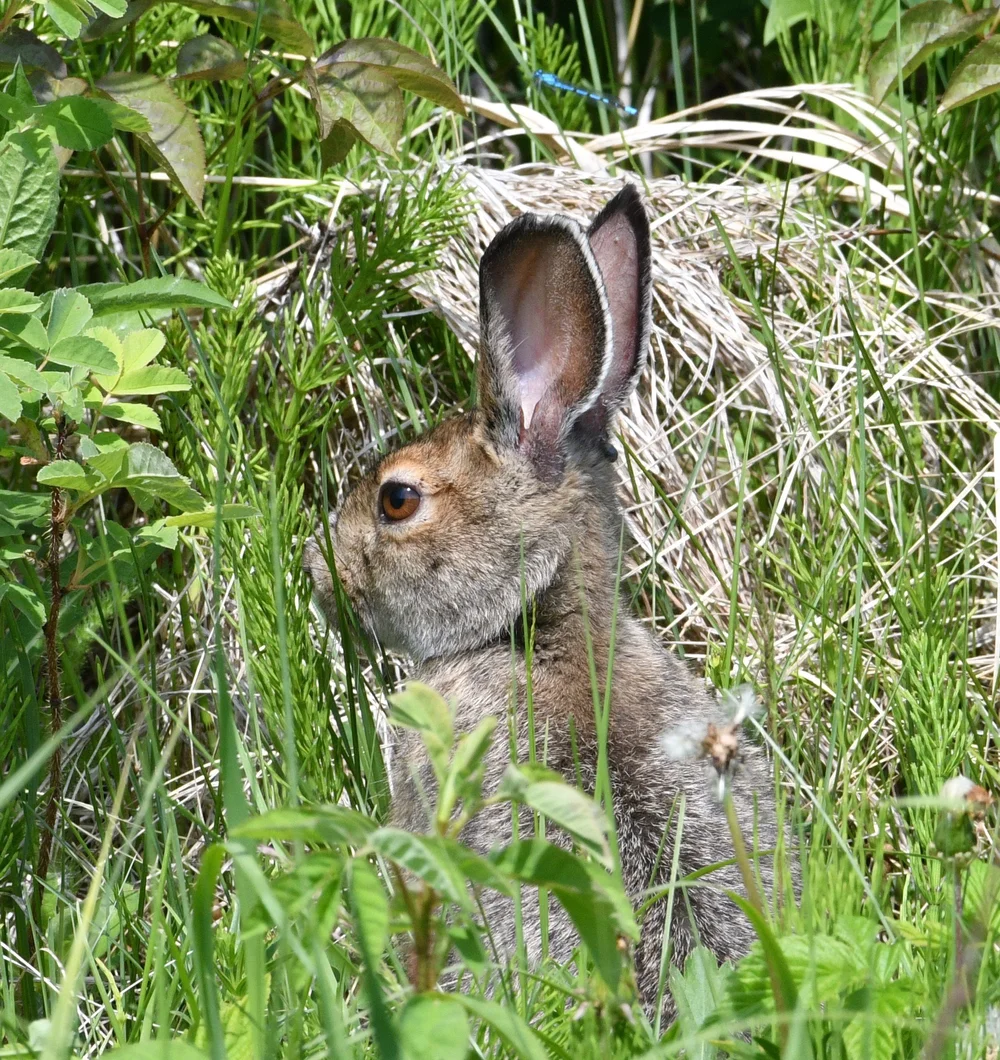 Snowshoe Hare — Edmonton & Area Land Trust