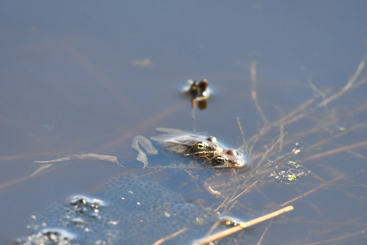 Wood Frog — Edmonton & Area Land Trust