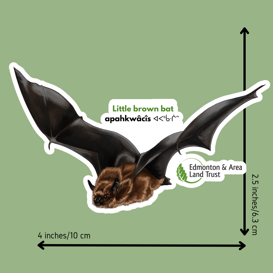 Squarespace Shop - Bat.png