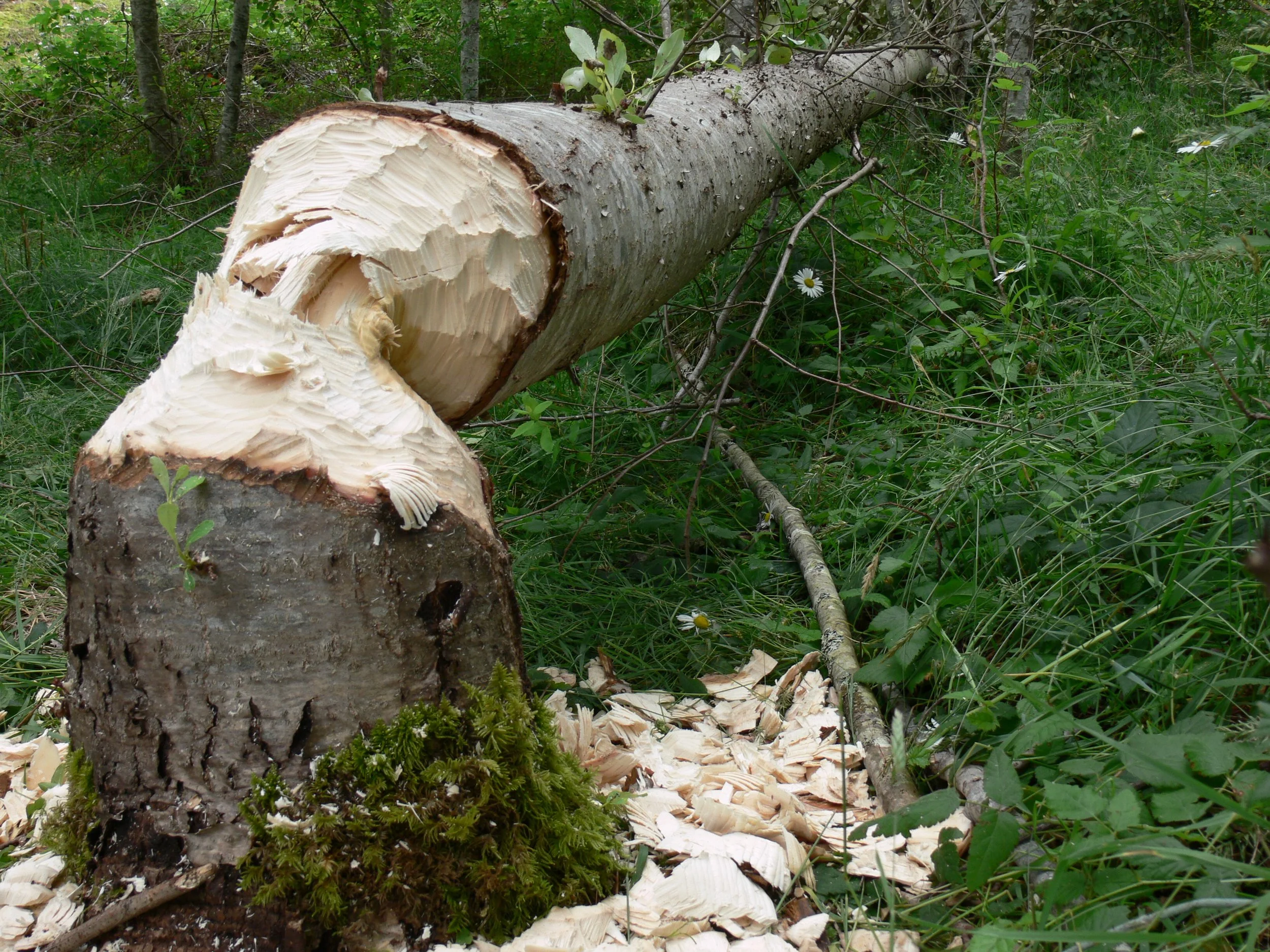 Beaver Tree Falling Science Spotlight: Beavers & Stewardship — Edmonton & Area Land Trust