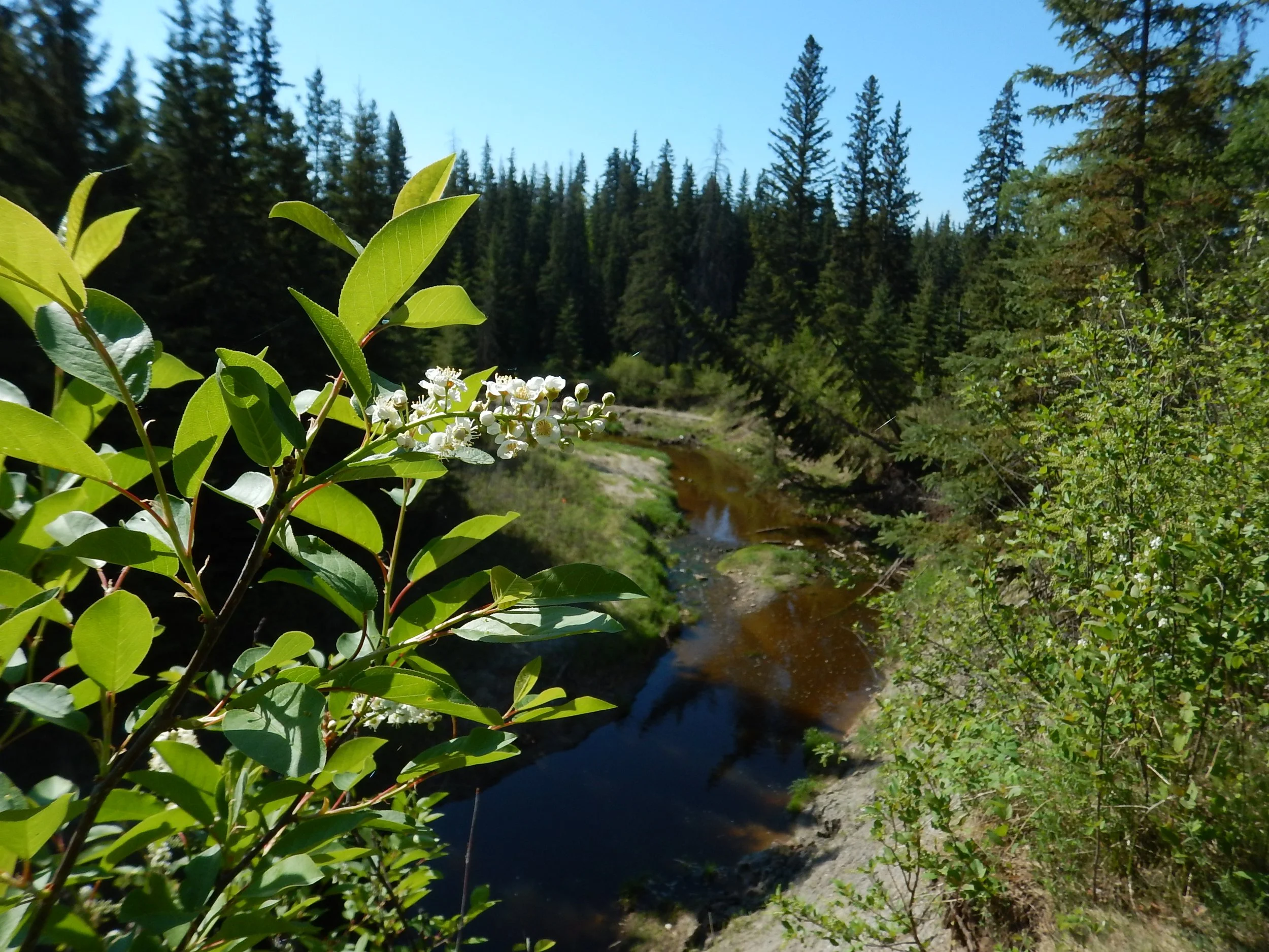 Larch Creek.JPG