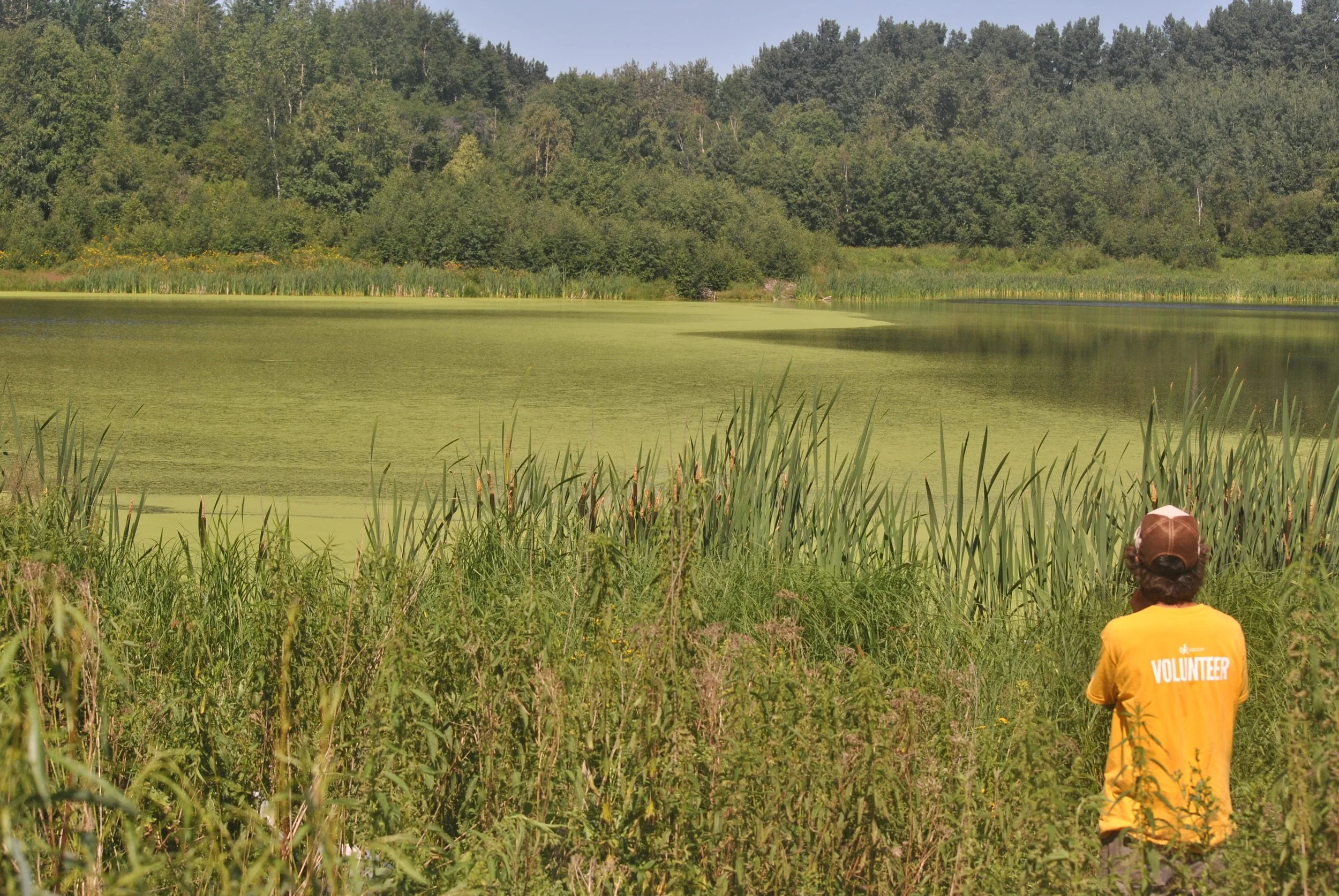 Volunteer Looking at Wetland_EALT_2012-07-21.JPG